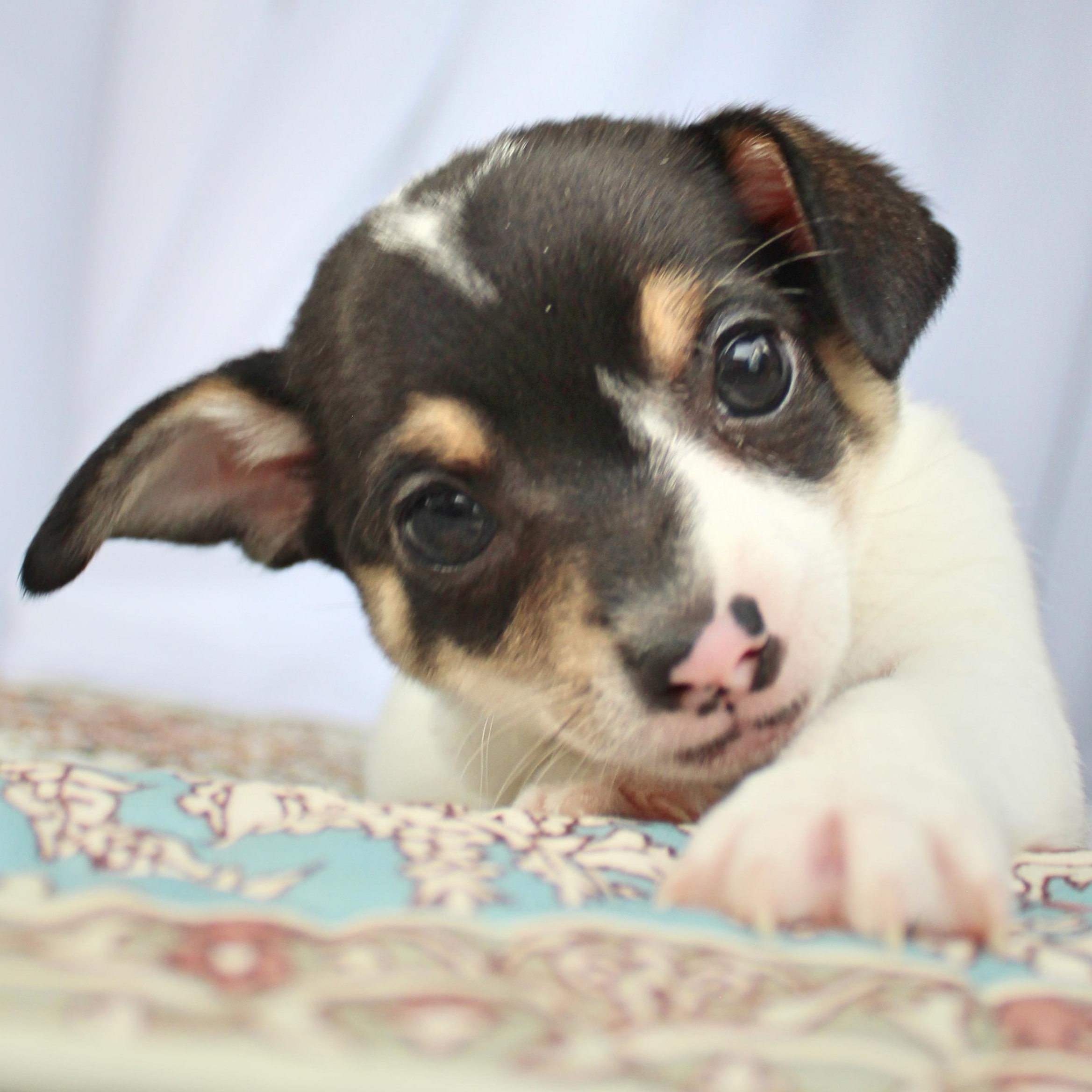 Enlarge Thumper, a ADOPTABLE mixed breed in Springfield, OH image 2/4