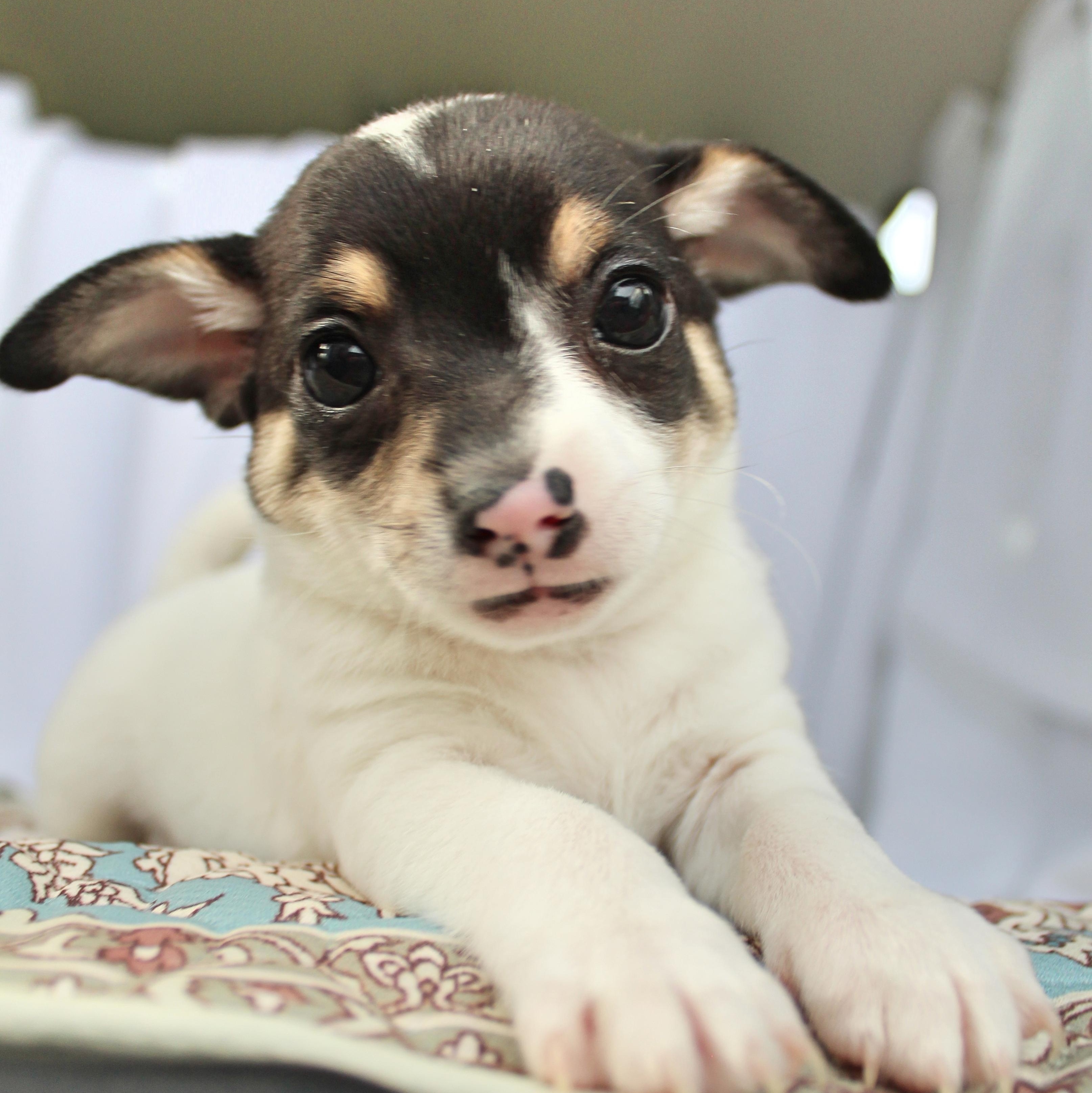 Enlarge Thumper, a ADOPTABLE mixed breed in Springfield, OH image 3/4