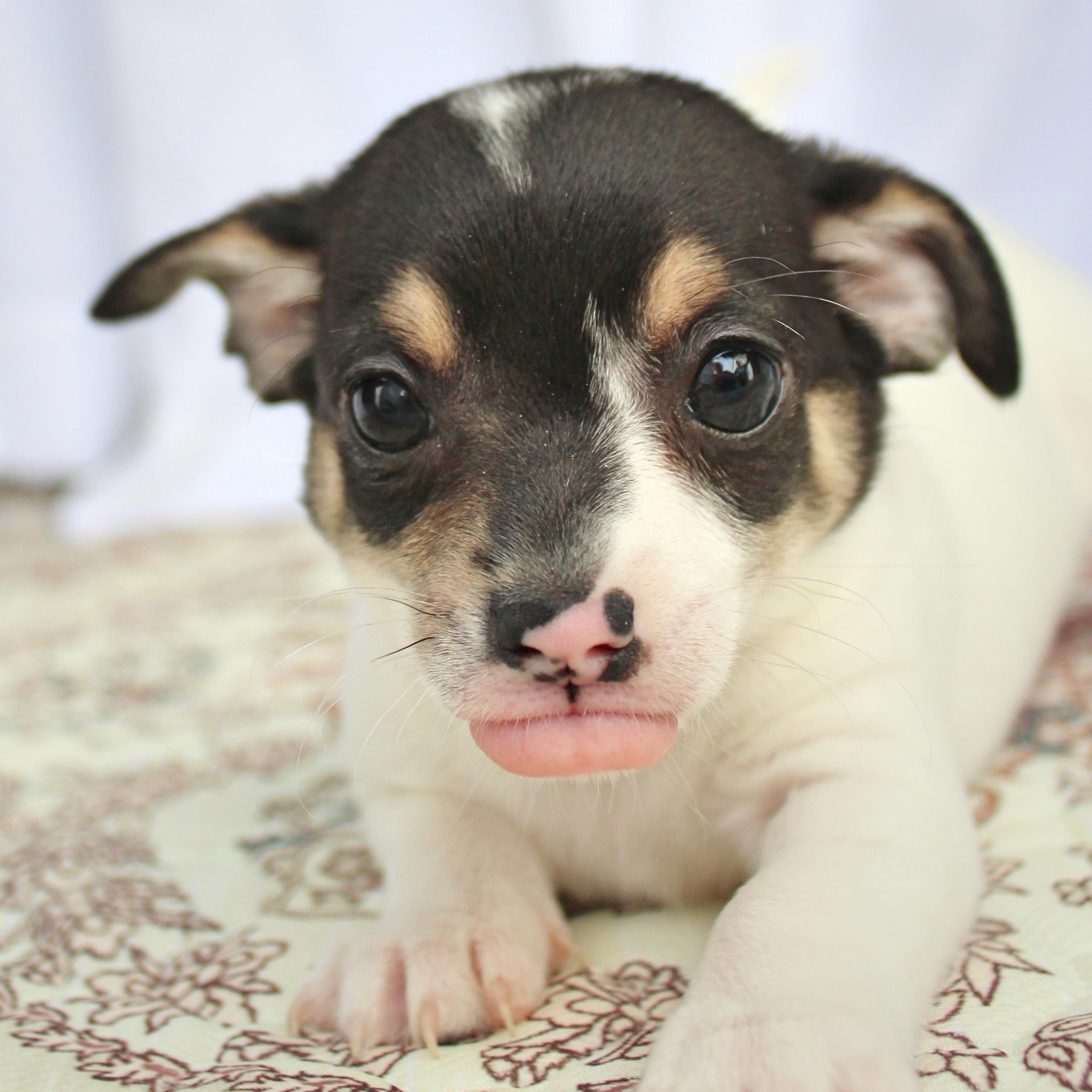 Enlarge Thumper, a ADOPTABLE mixed breed in Springfield, OH image 4/4