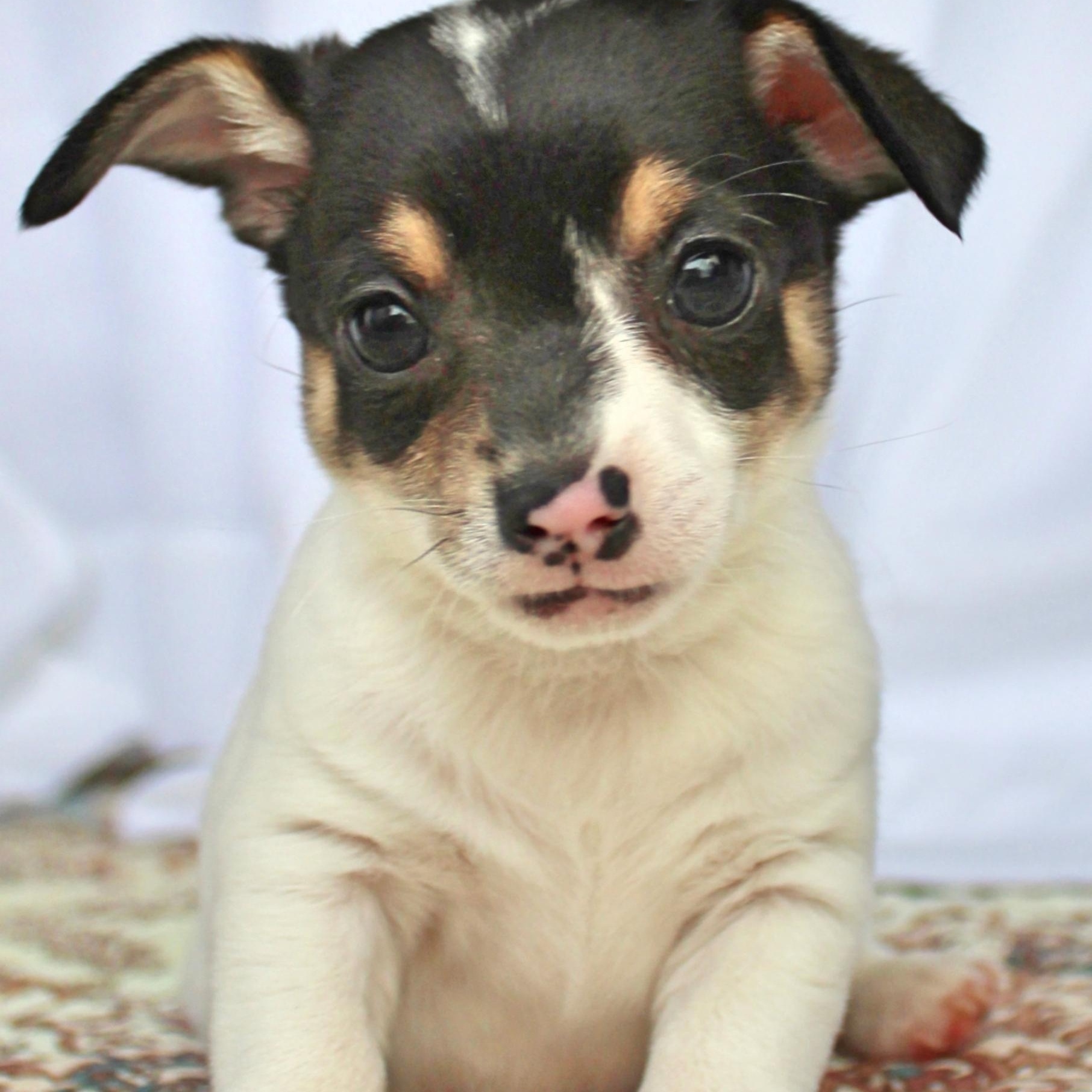 Thumper, ADOPTABLE, Puppy Male Chihuahua.