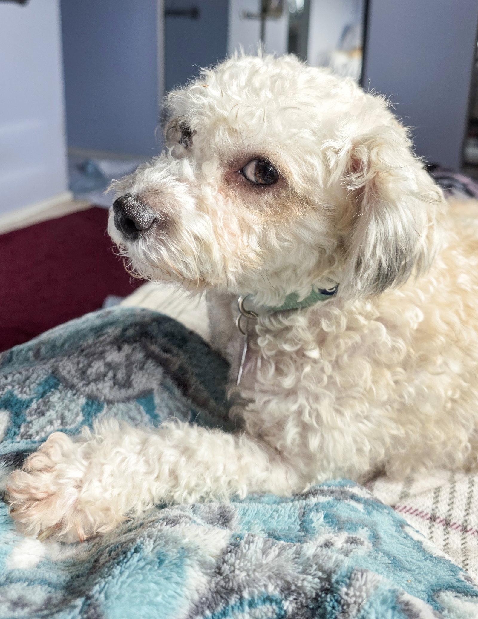 Enlarge Mochi, a Adopted Poodle in Corona, CA image 1/3
