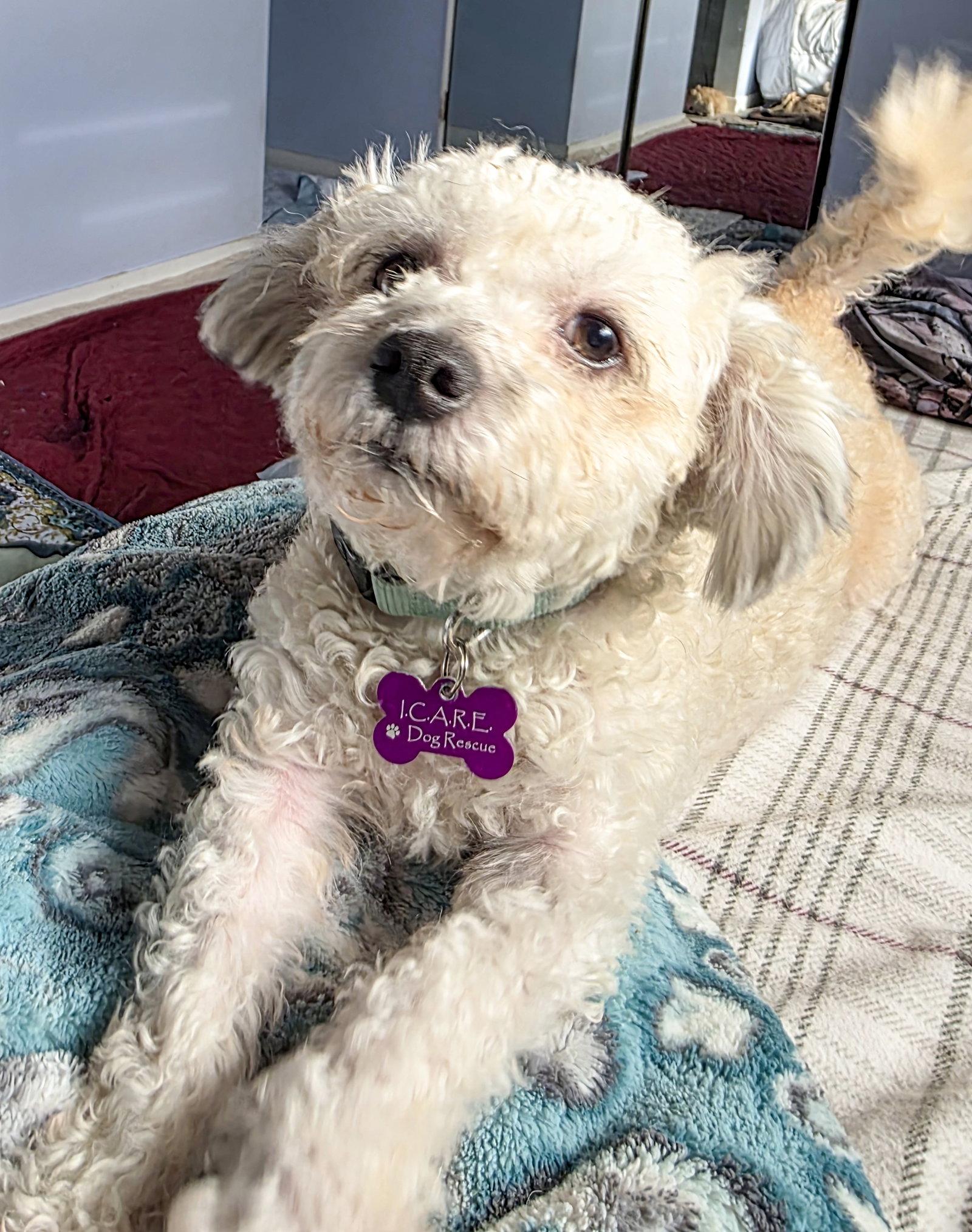 Enlarge Mochi, a Adopted Poodle in Corona, CA image 2/3