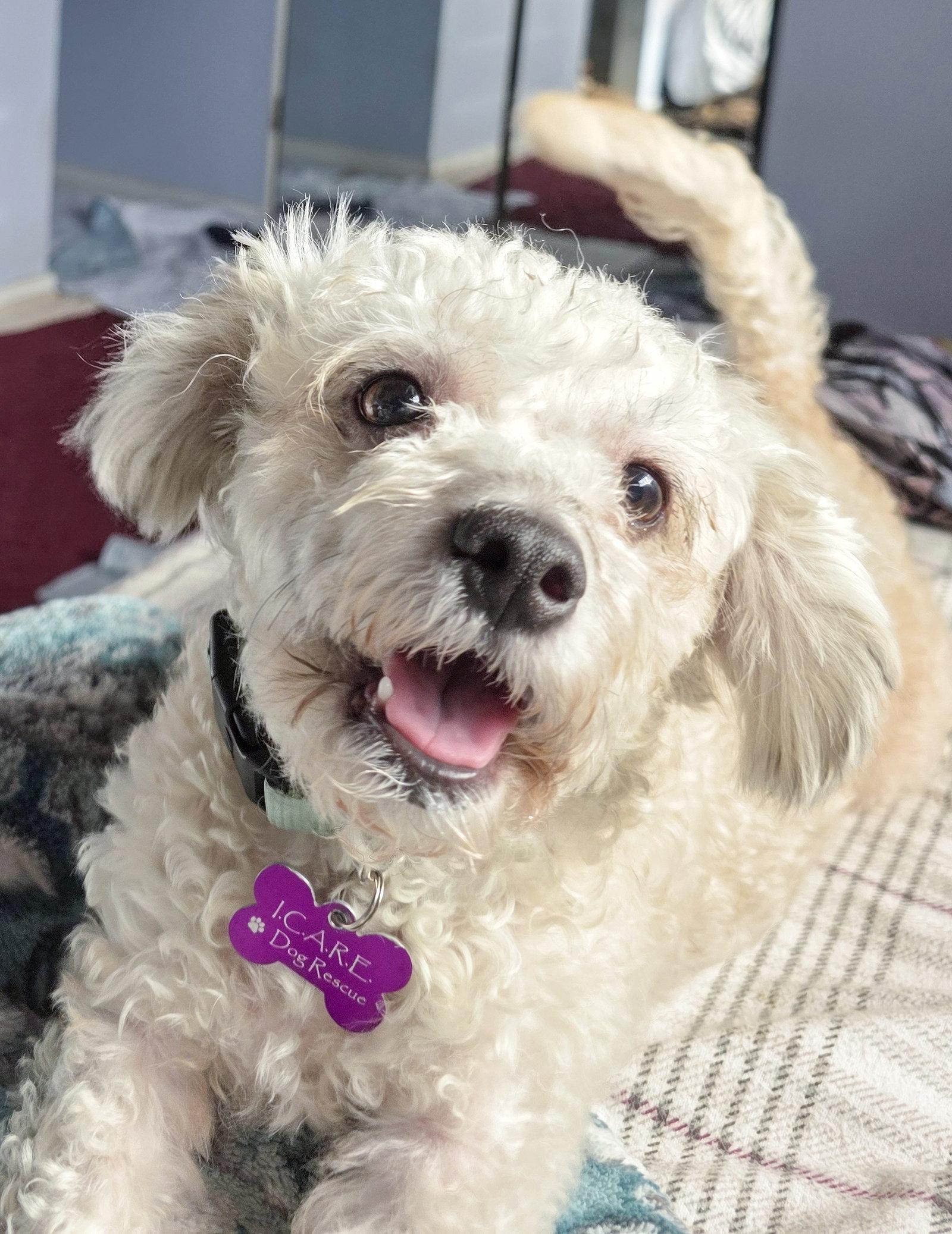 Enlarge Mochi, a Adopted Poodle in Corona, CA image 3/3