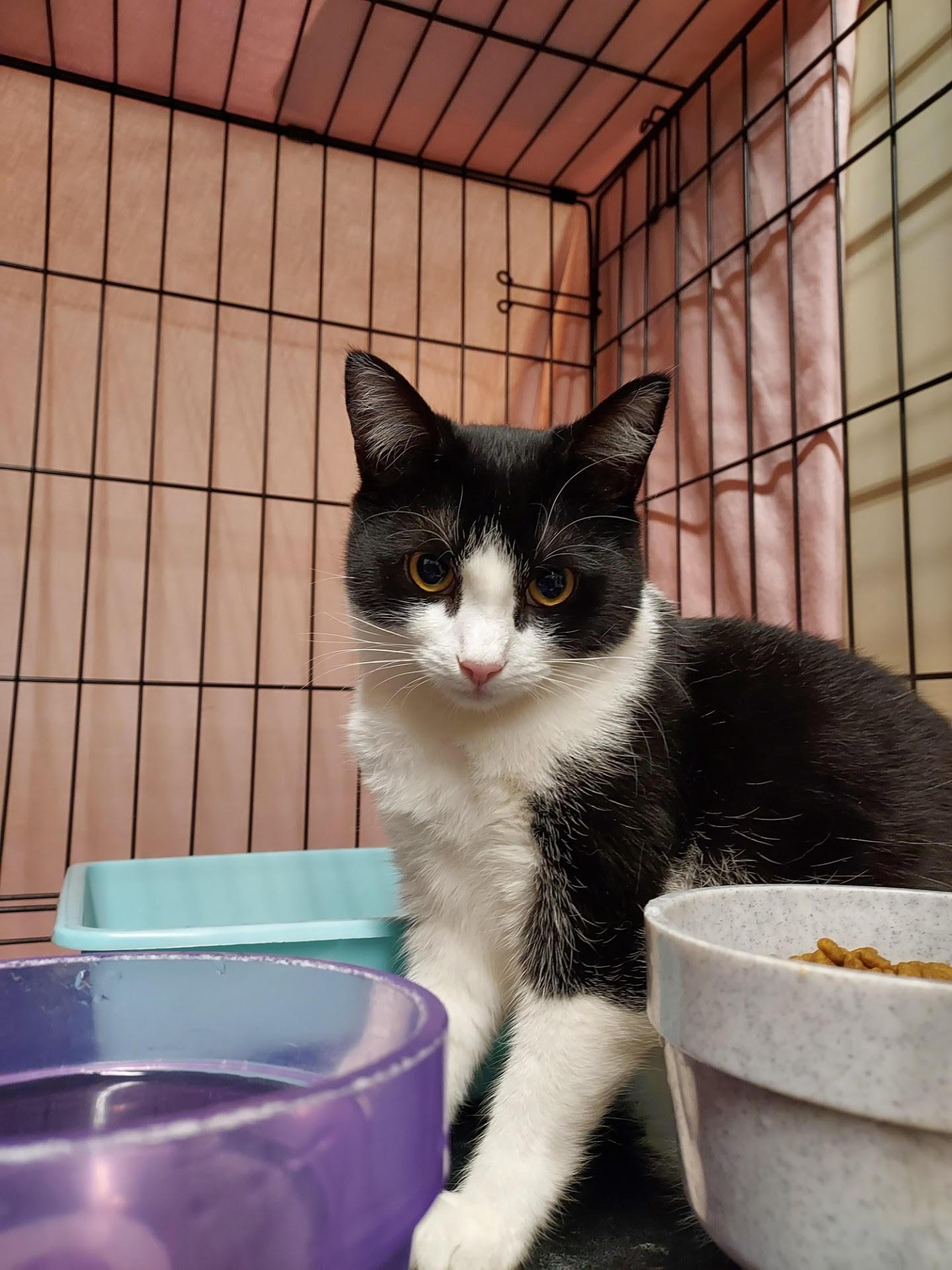 Enlarge Nellie 3, a ADOPTABLE Domestic Short Hair in Plainville, MA image 4/4