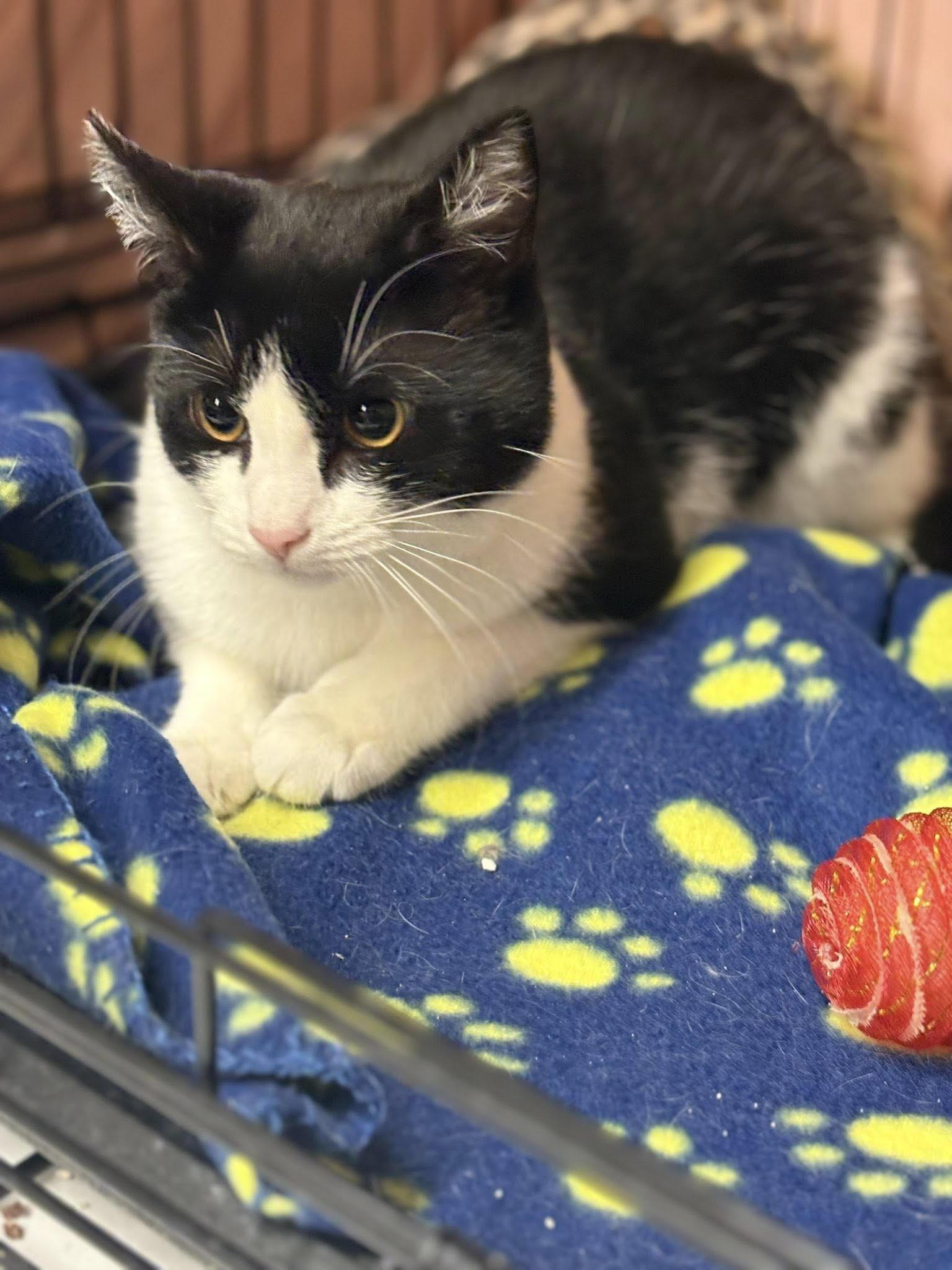 Enlarge Nellie 3, a ADOPTABLE Domestic Short Hair in Plainville, MA image 3/4