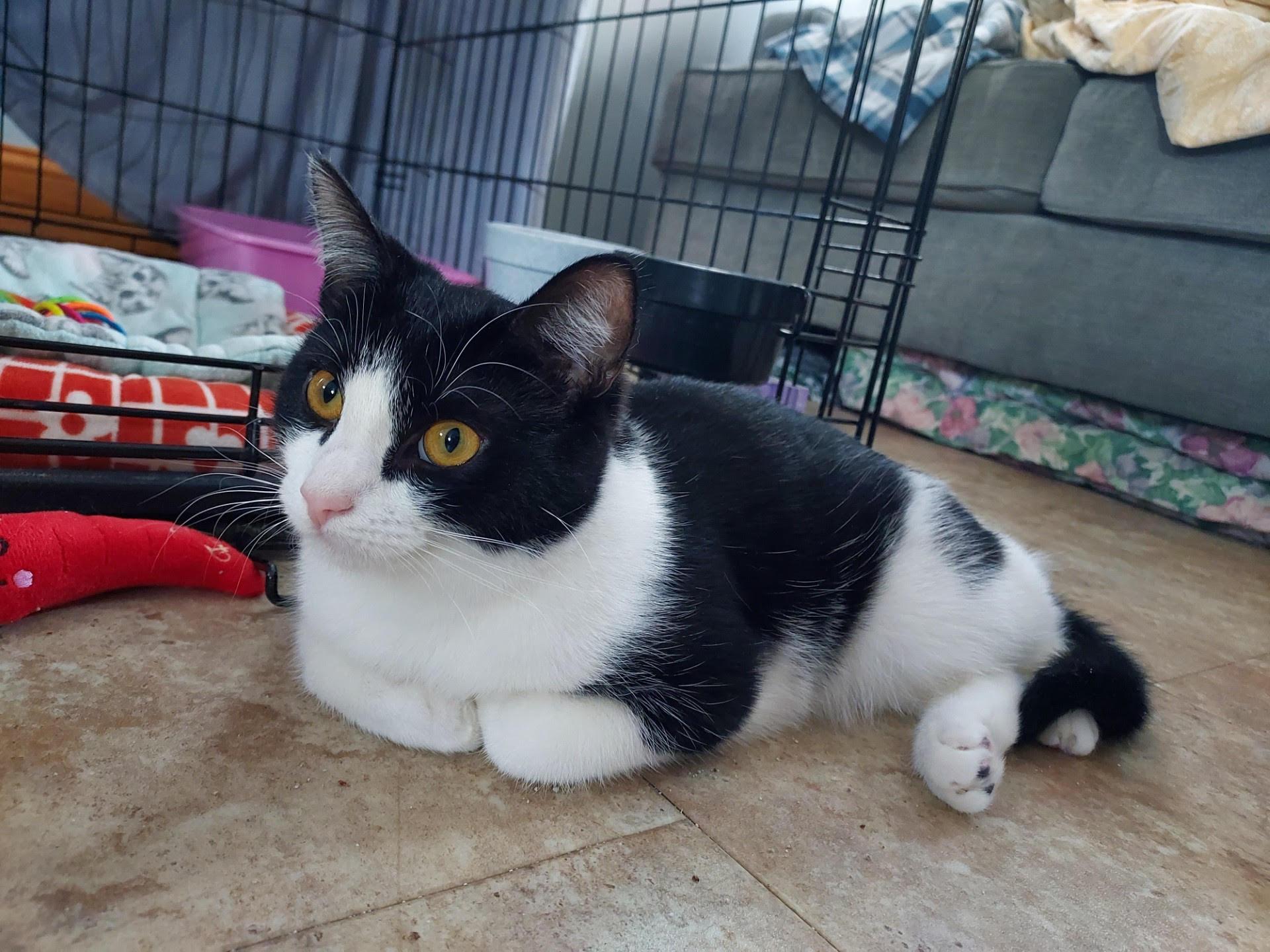 Enlarge Nellie 3, a ADOPTABLE Domestic Short Hair in Plainville, MA image 2/4