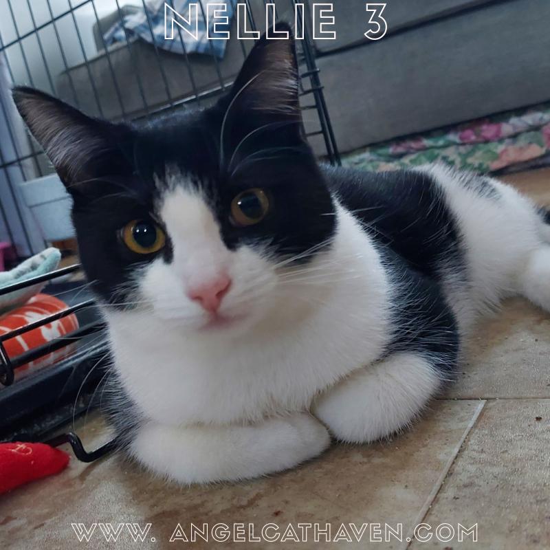 Enlarge Nellie 3, a ADOPTABLE Domestic Short Hair in Plainville, MA image 1/4