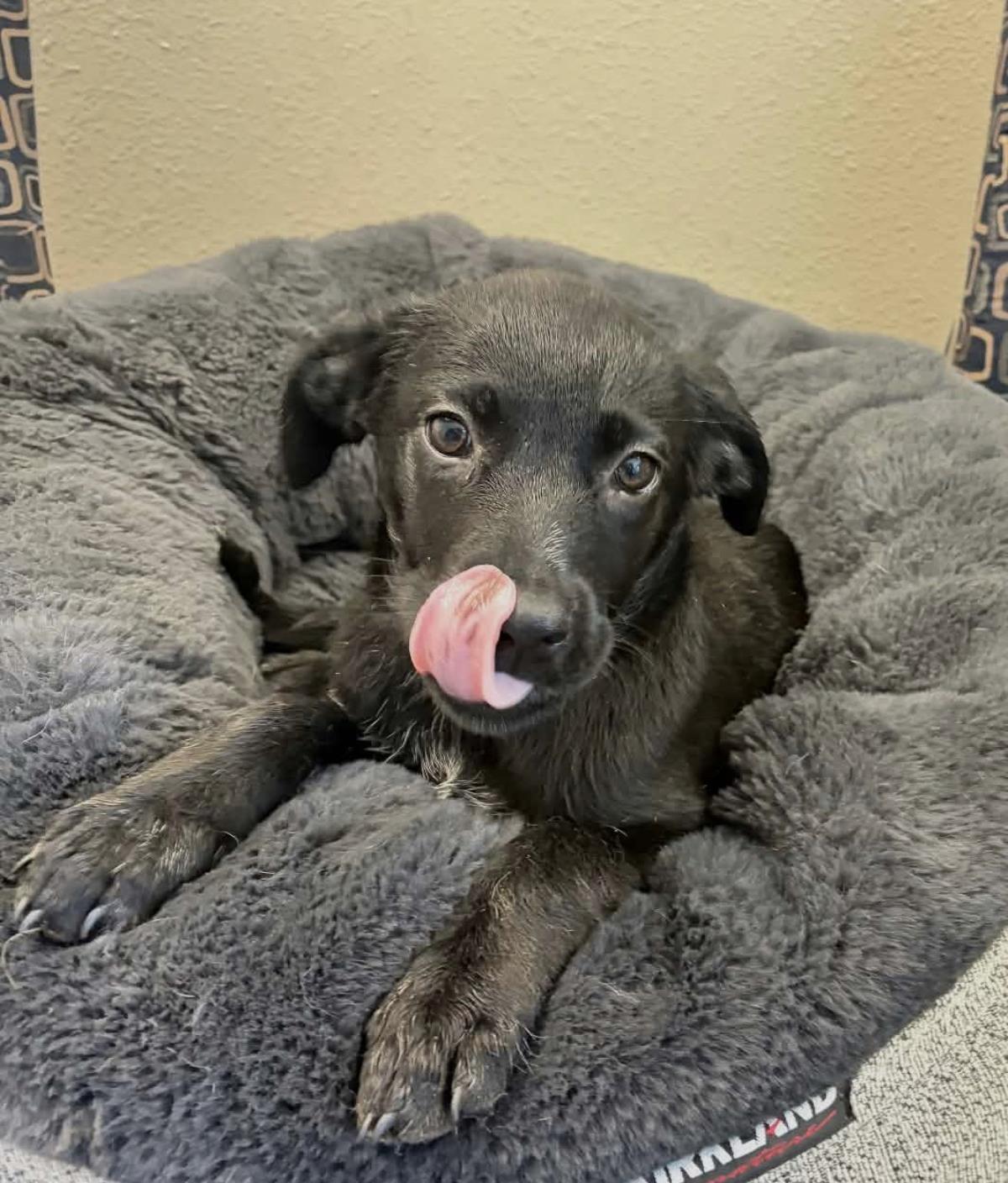 Enlarge Lily, a Adoptable Labrador Retriever in Rockwall, TX image 1/3