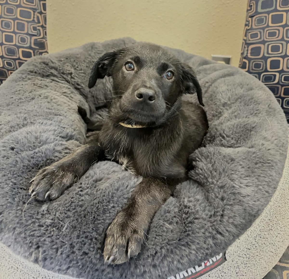 Enlarge Lily, a Adoptable Labrador Retriever in Rockwall, TX image 2/3