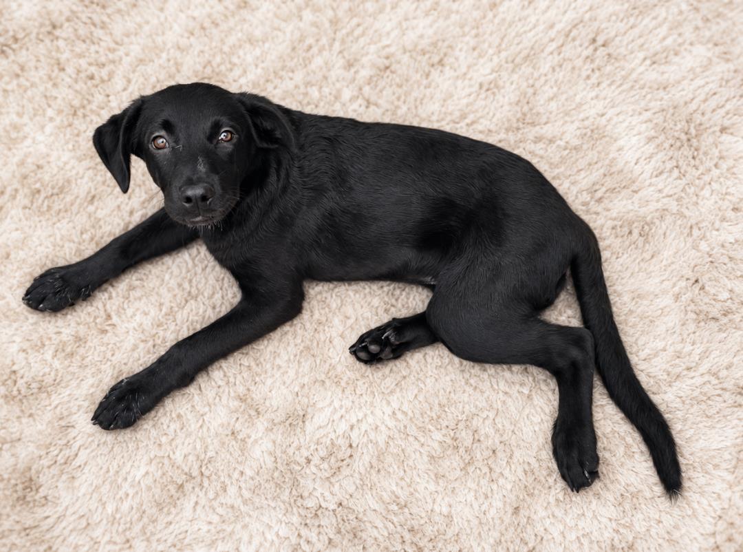 Enlarge Lily, a Adoptable Labrador Retriever in Rockwall, TX image 3/3