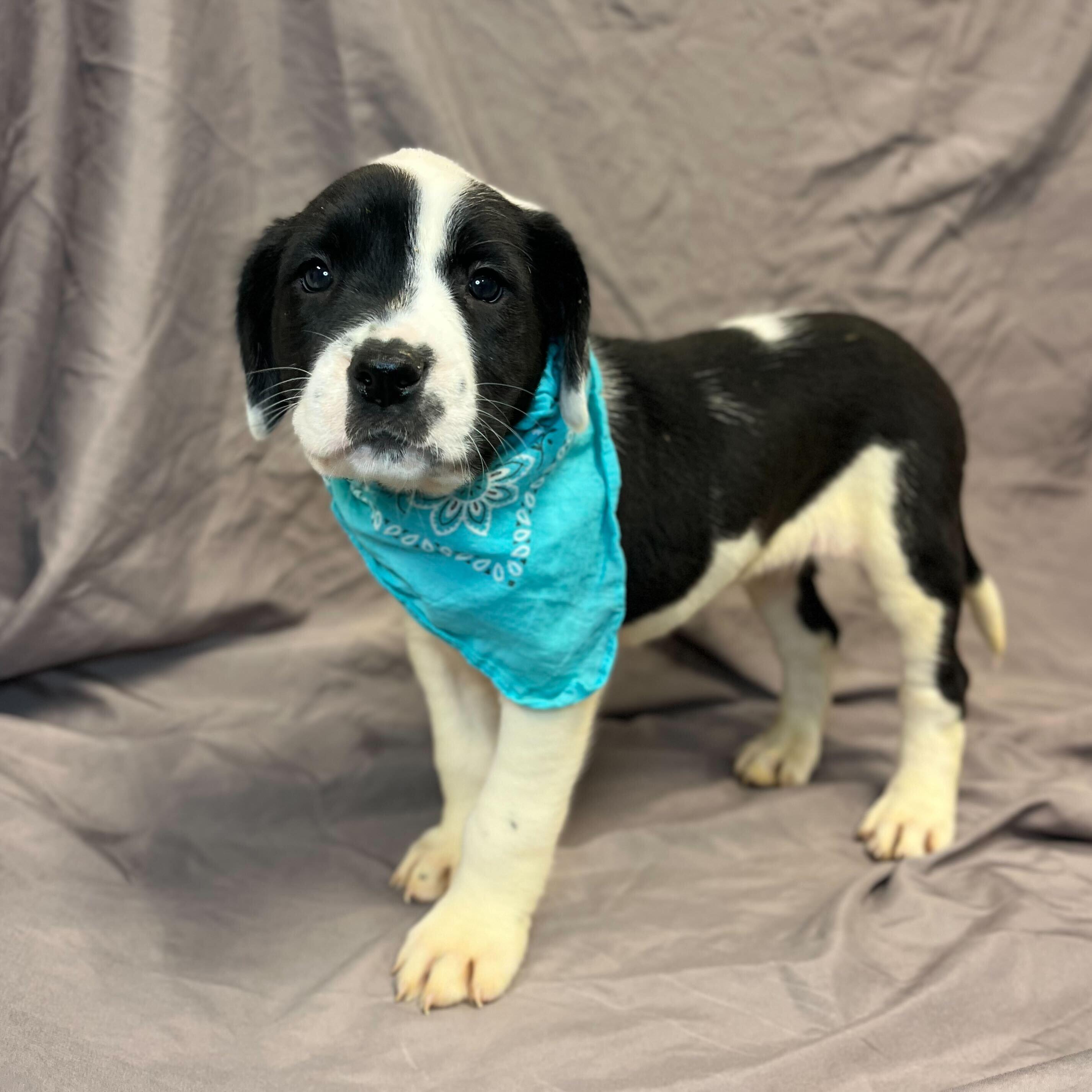 Heart, adoptable, Puppy Female Mixed Breed.