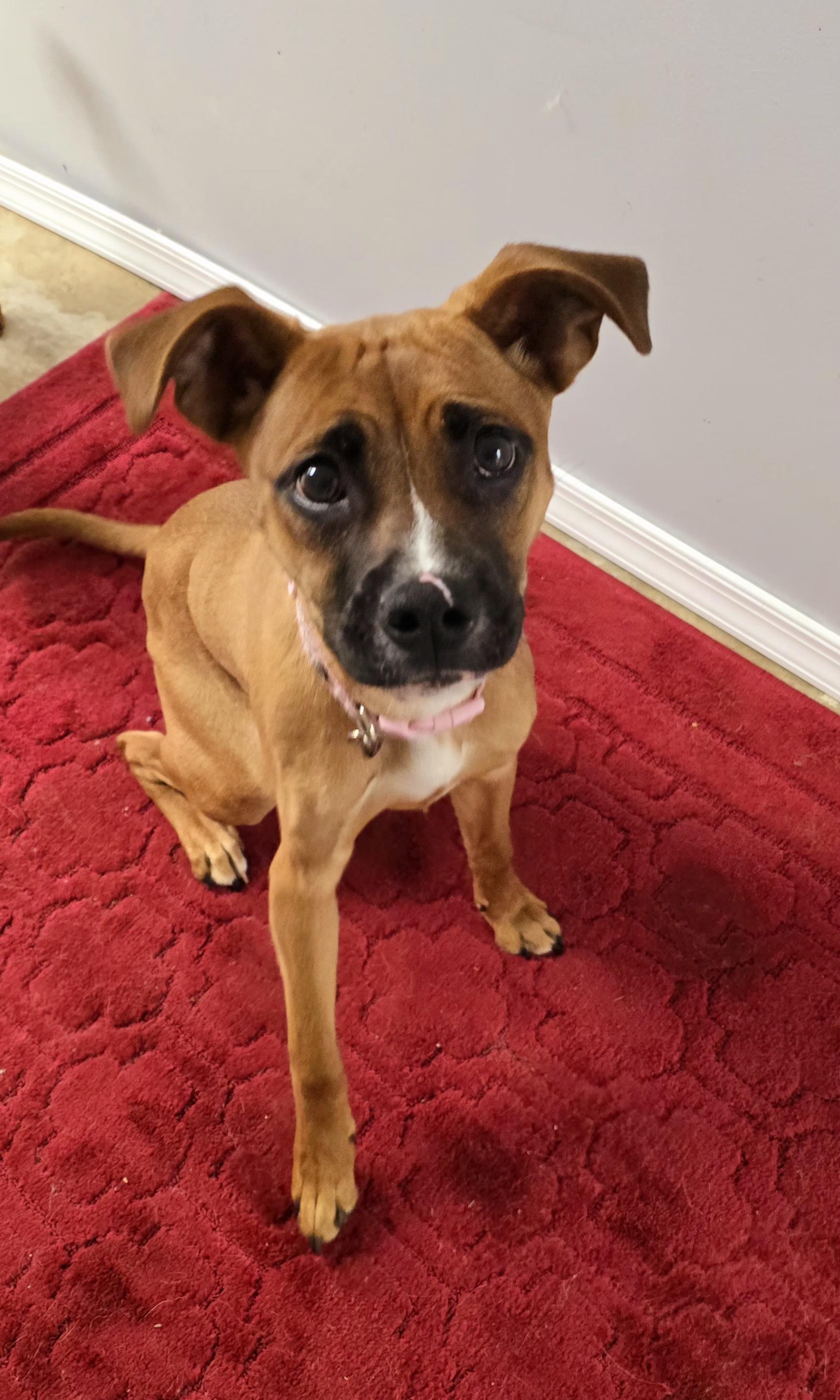 NALA, Adopted, Young Female Boxer.