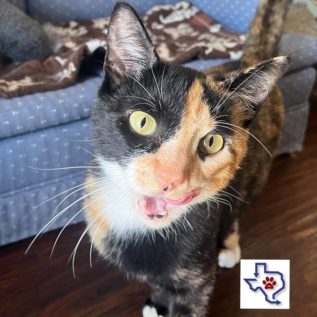 Enlarge Belle, a Adoptable mixed breed in Houston, TX image 2/2