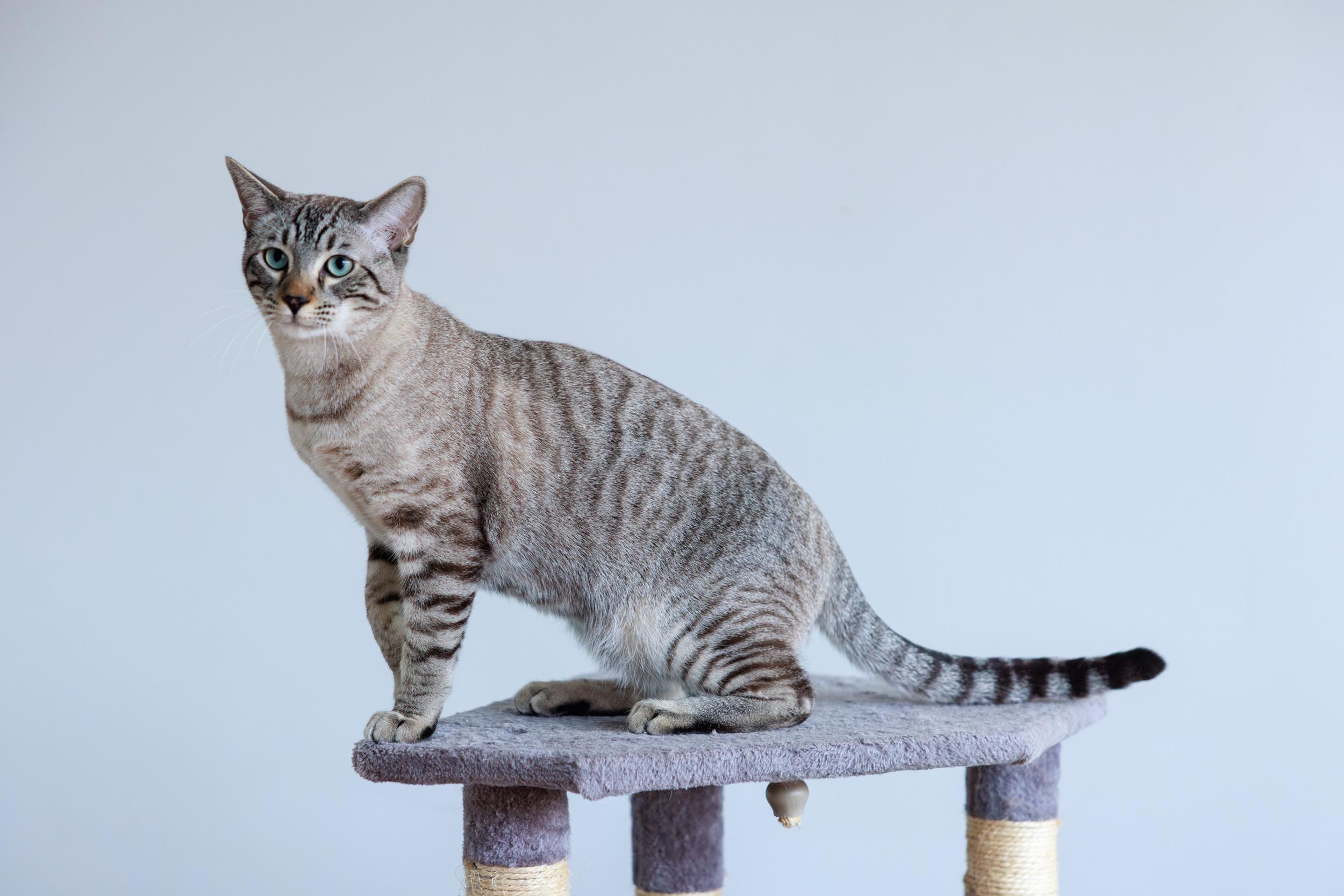 Enlarge Bagira and Jade, a ADOPTABLE mixed breed in Montreal, QC image 2/6