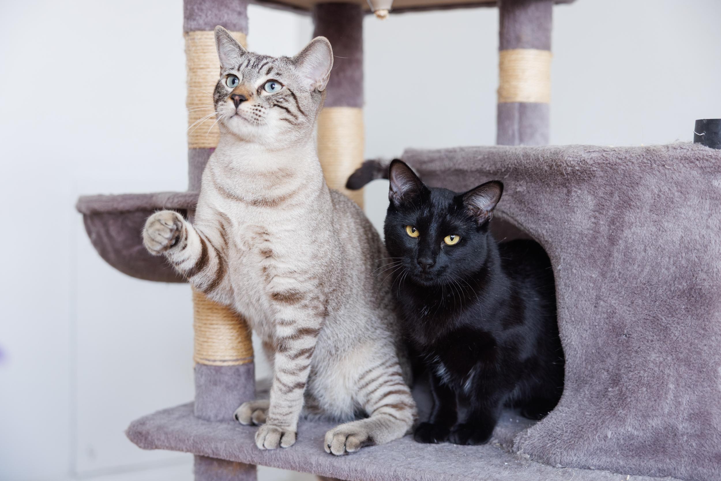 Enlarge Bagira and Jade, a ADOPTABLE mixed breed in Montreal, QC image 3/6