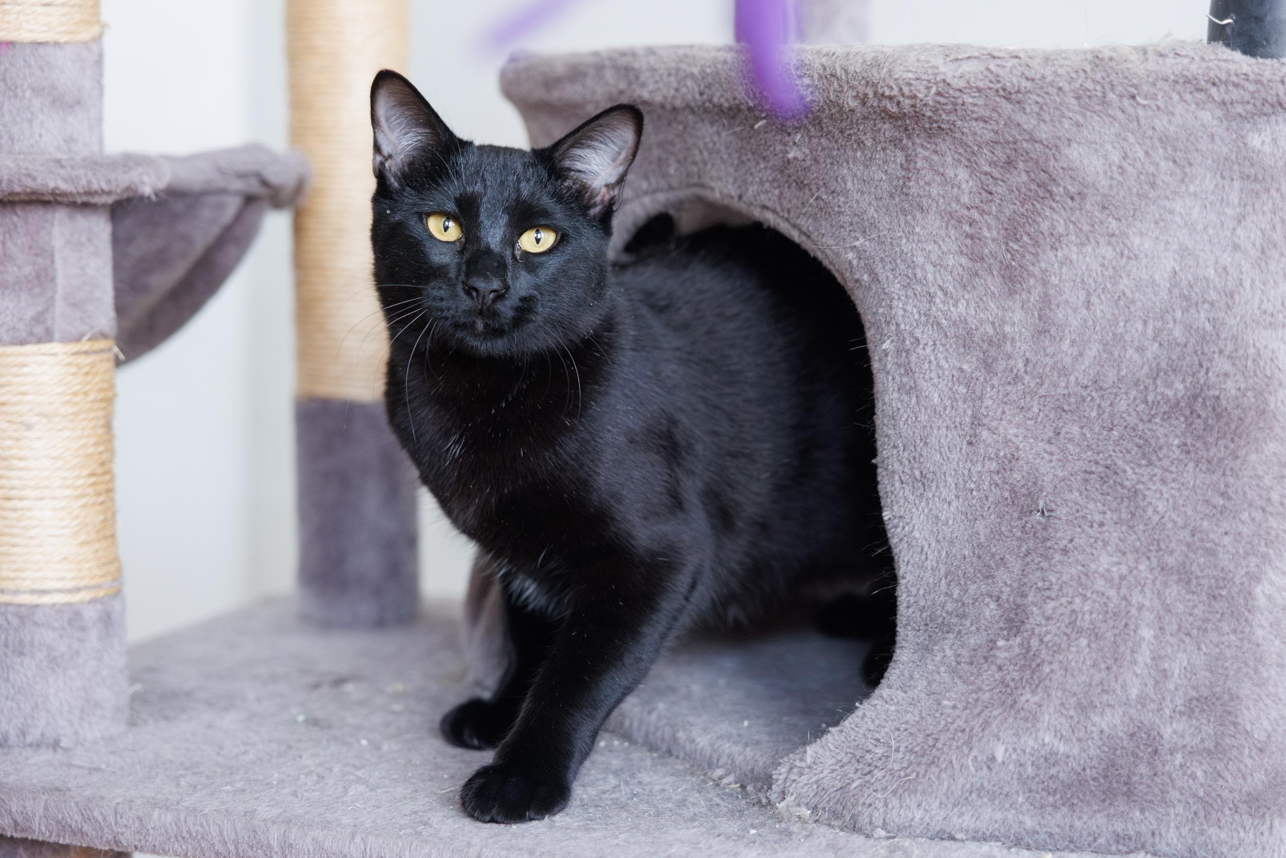 Enlarge Bagira and Jade, a ADOPTABLE mixed breed in Montreal, QC image 4/6