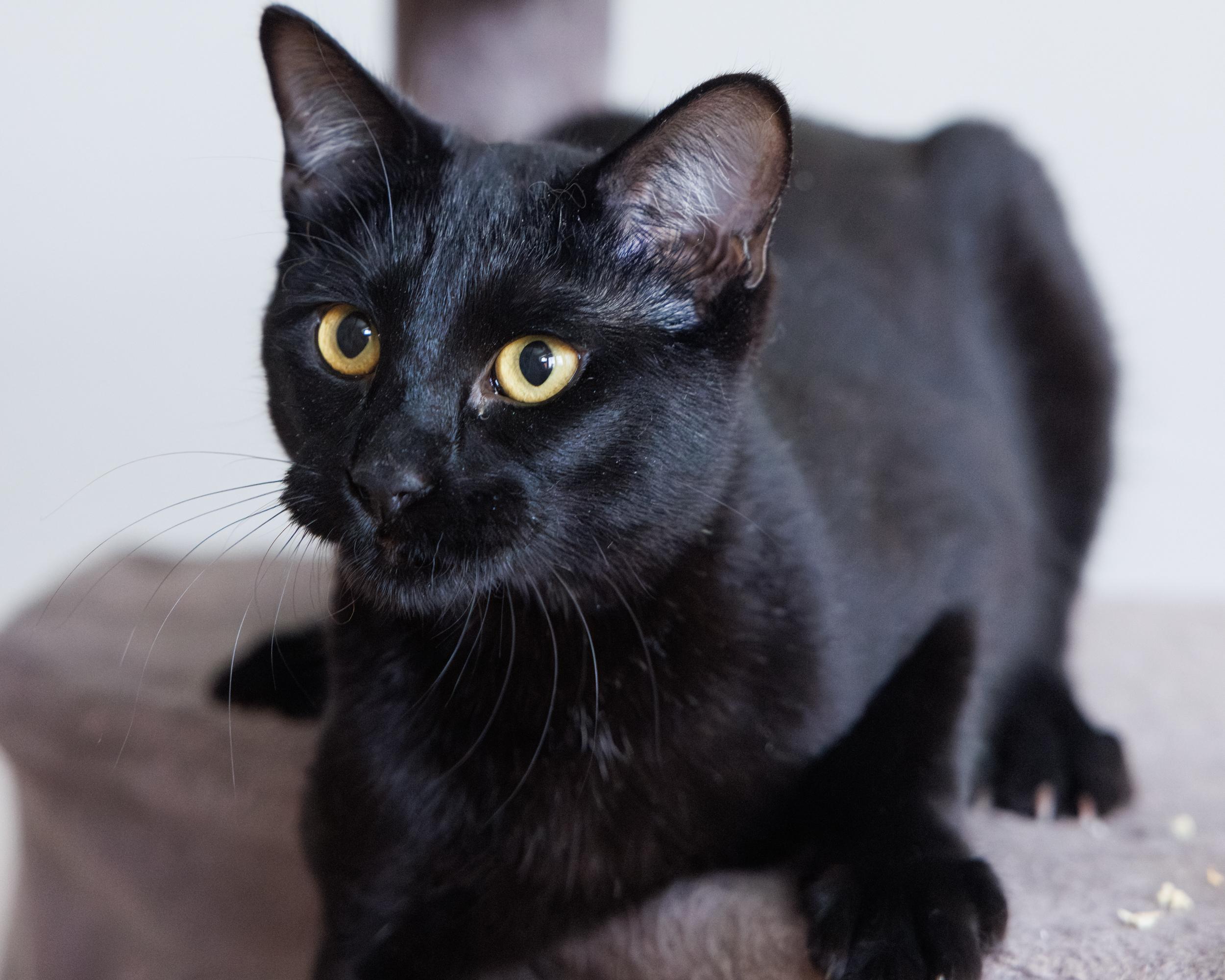 Enlarge Bagira and Jade, a ADOPTABLE mixed breed in Montreal, QC image 5/6