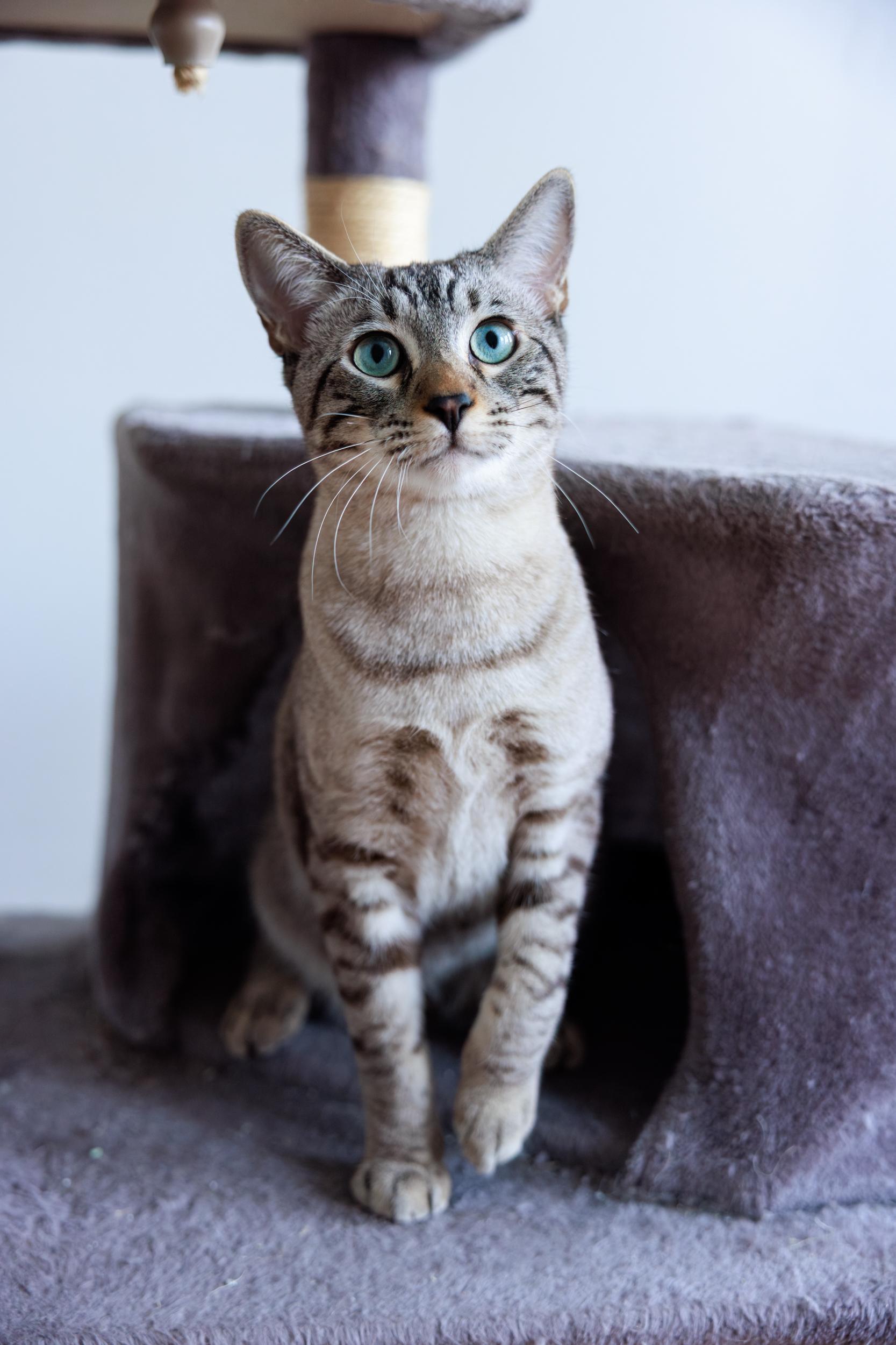 Bagira and Jade, ADOPTABLE, Kitten Male Siamese & Bengal.