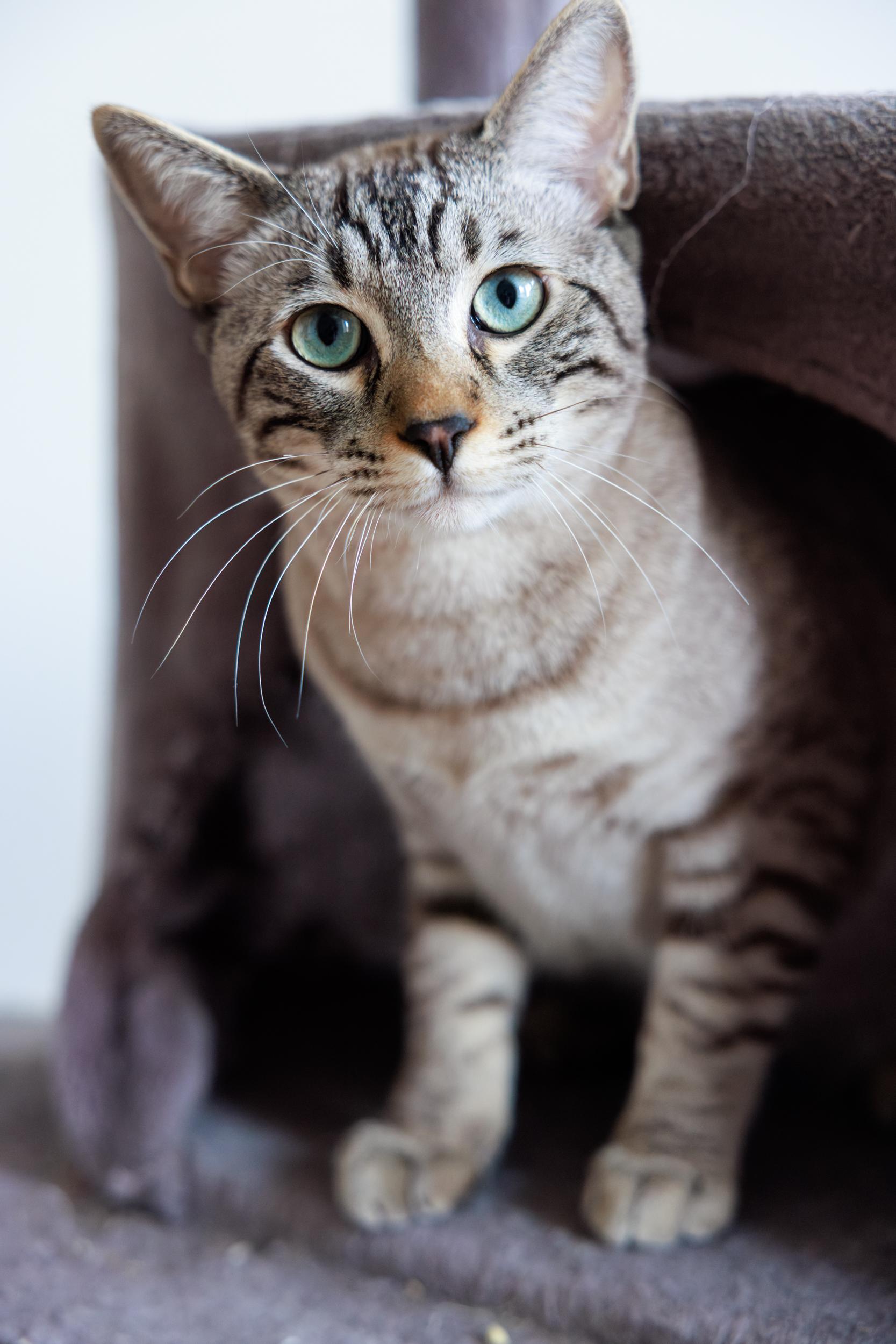 Enlarge Bagira and Jade, a ADOPTABLE mixed breed in Montreal, QC image 6/6