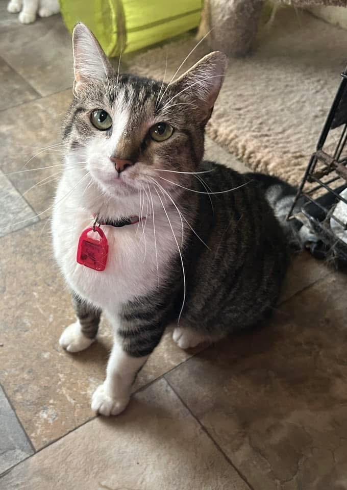 Rotary Rose, Adoptable, Adult Female Domestic Short Hair.