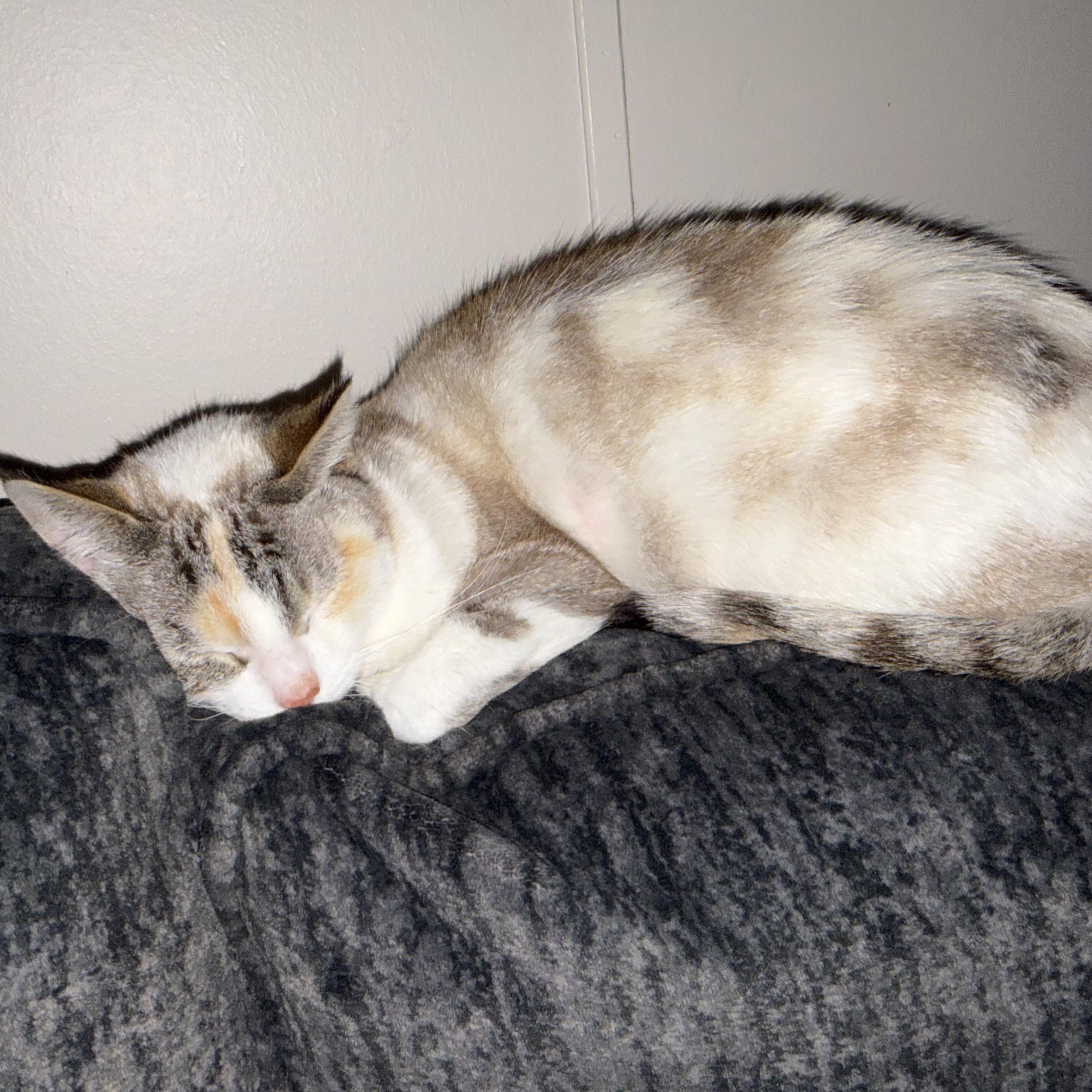 Enlarge Liv Courtesy Listed, a ADOPTABLE mixed breed in Midland, MI image 5/5