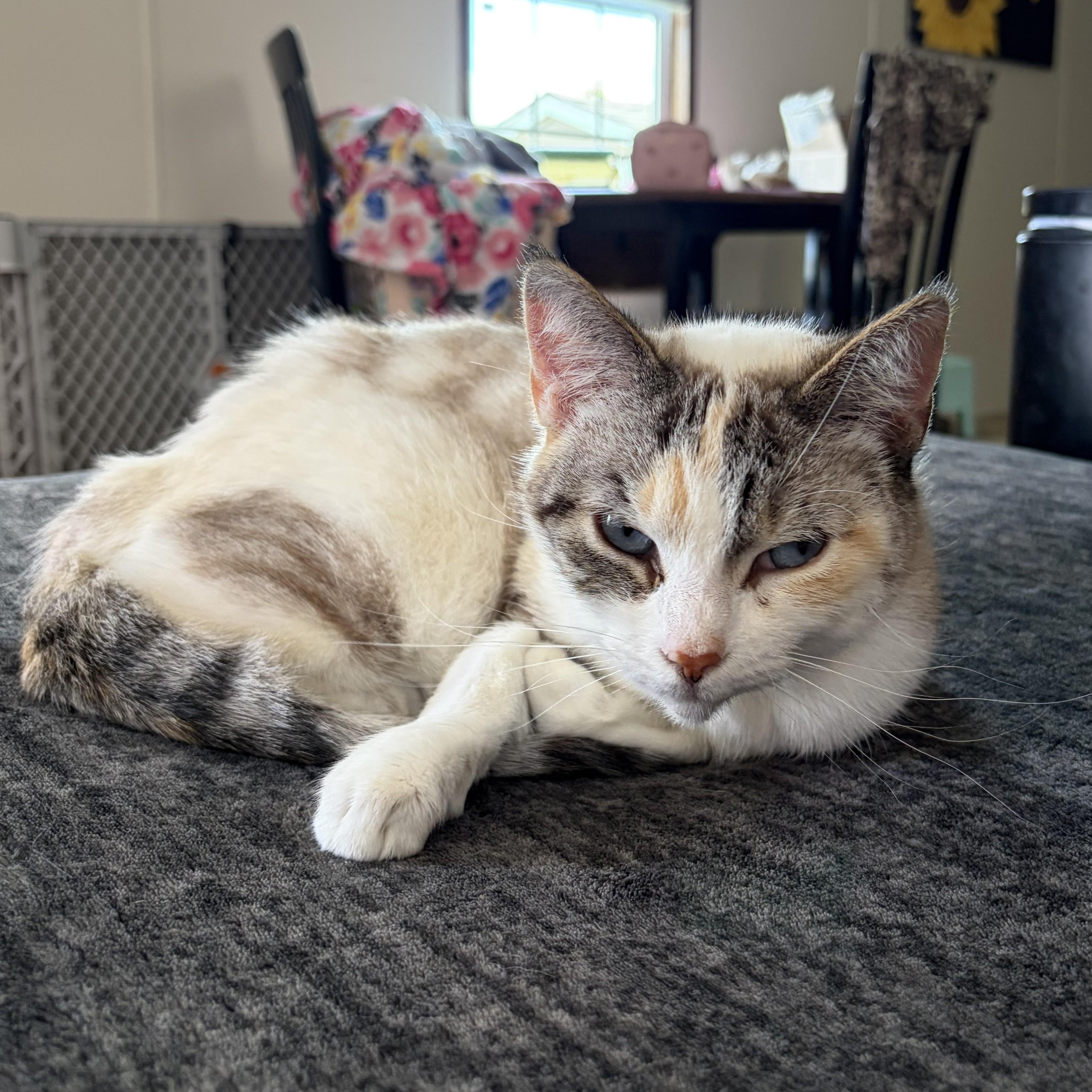 Enlarge Liv Courtesy Listed, a ADOPTABLE mixed breed in Midland, MI image 3/5