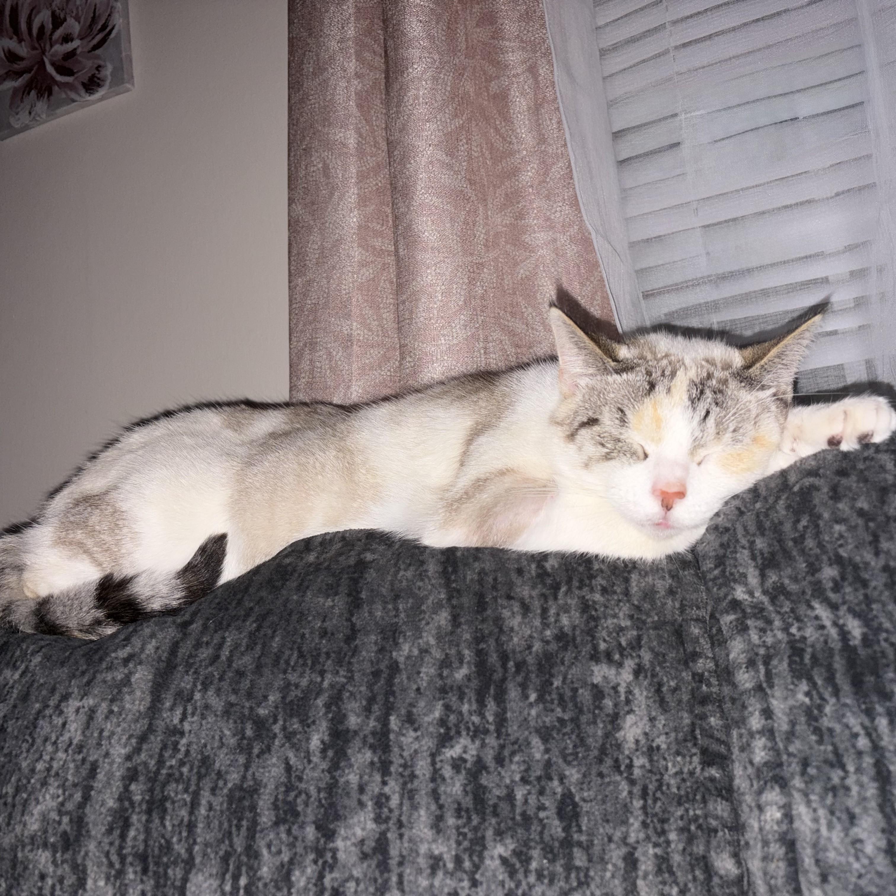 Enlarge Liv Courtesy Listed, a ADOPTABLE mixed breed in Midland, MI image 4/5