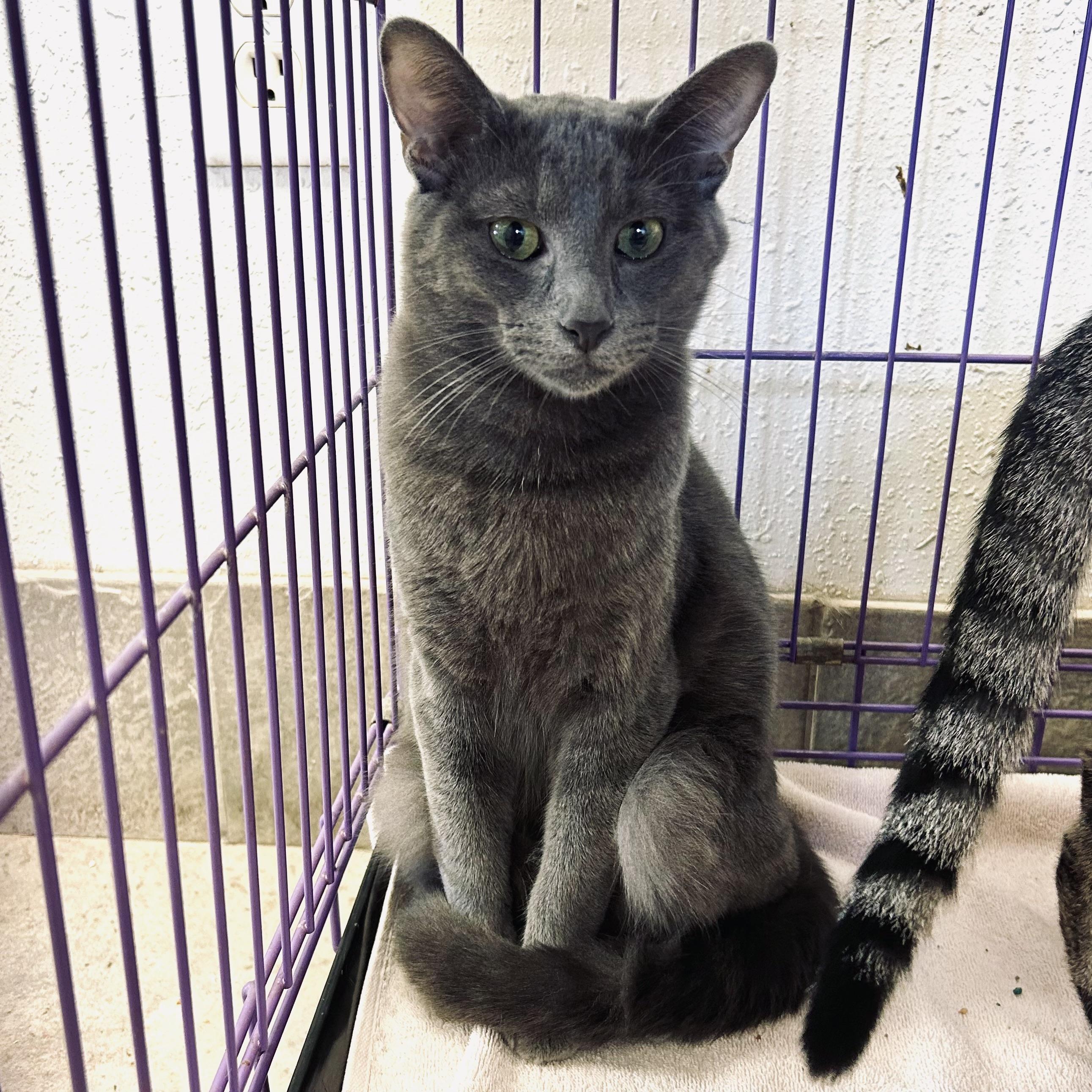 Enlarge Bingbong, a Adoptable Domestic Short Hair in Seguin, TX image 2/5