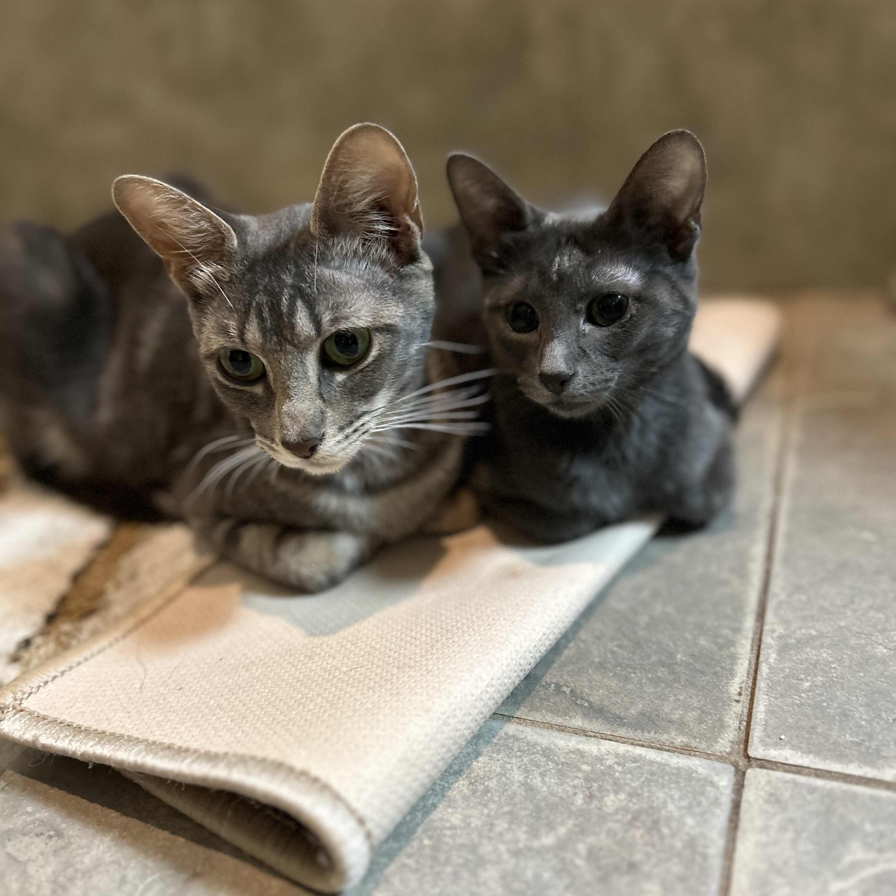 Enlarge Bingbong, a Adoptable Domestic Short Hair in Seguin, TX image 4/5