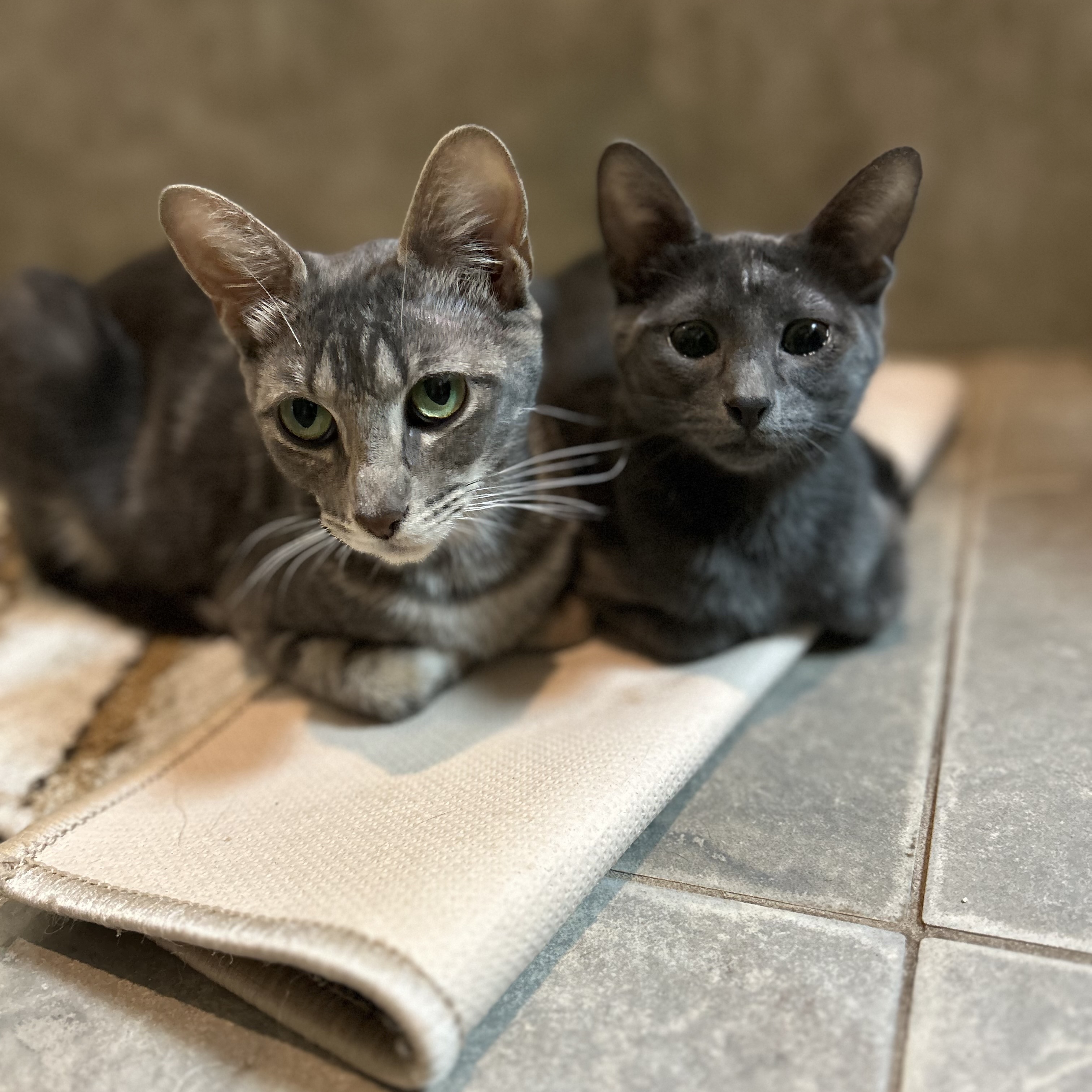 Enlarge Bingbong, a Adoptable Domestic Short Hair in Seguin, TX image 5/5