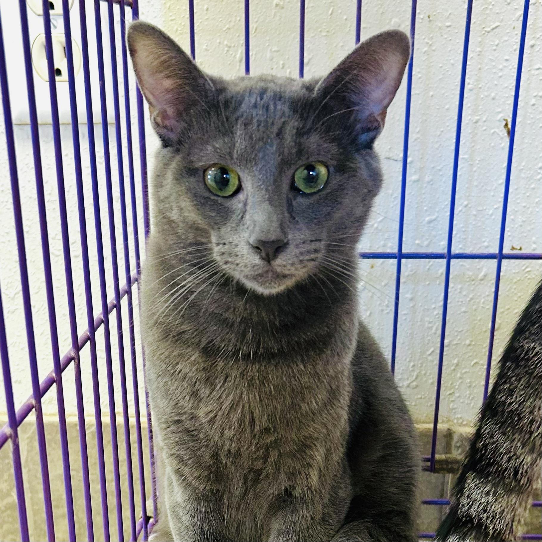 Enlarge Bingbong, a Adoptable Domestic Short Hair in Seguin, TX image 3/5