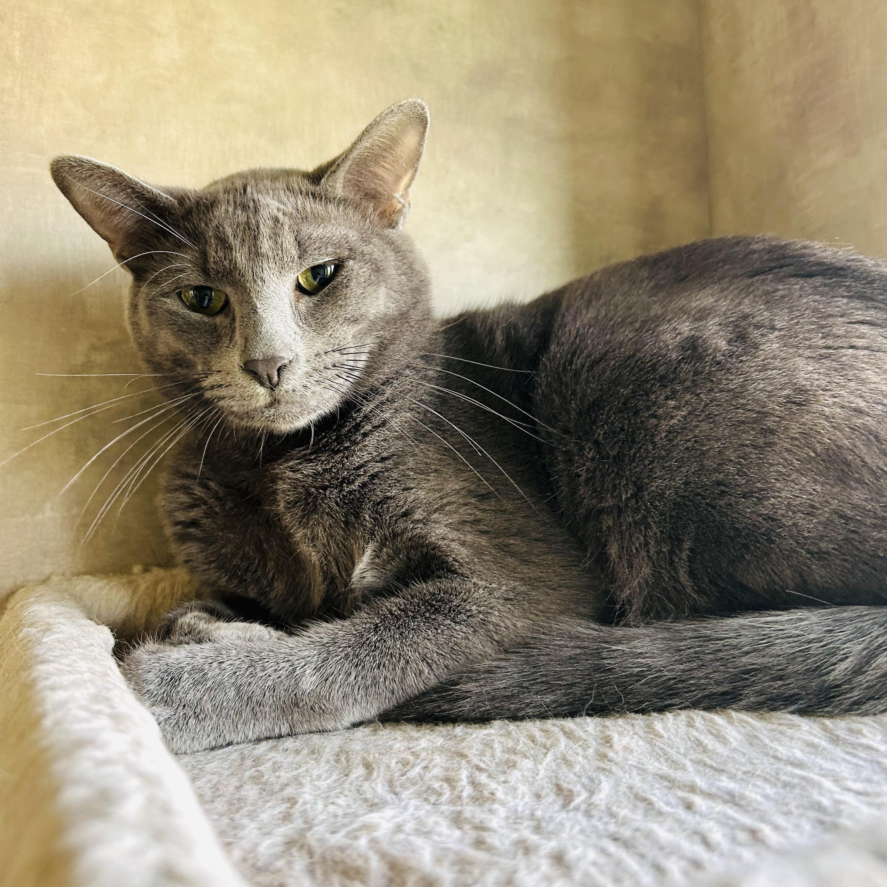 Enlarge Bingbong, a Adoptable Domestic Short Hair in Seguin, TX image 1/5