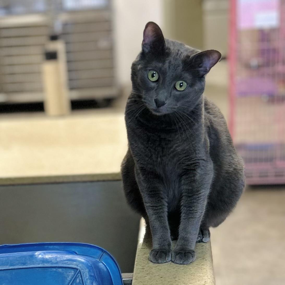 Bingbong, Adoptable, Young Male Domestic Short Hair.