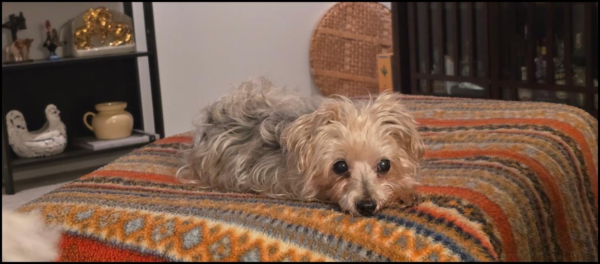 Enlarge Buddy D6123, a Adopted Yorkshire Terrier in minneapolis, MN image 1/3