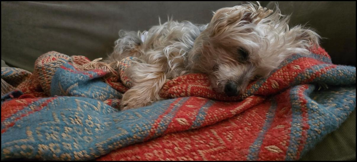 Enlarge Buddy D6123, a Adopted Yorkshire Terrier in minneapolis, MN image 2/3