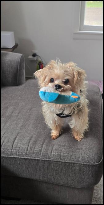 Enlarge Buddy D6123, a Adopted Yorkshire Terrier in minneapolis, MN image 3/3