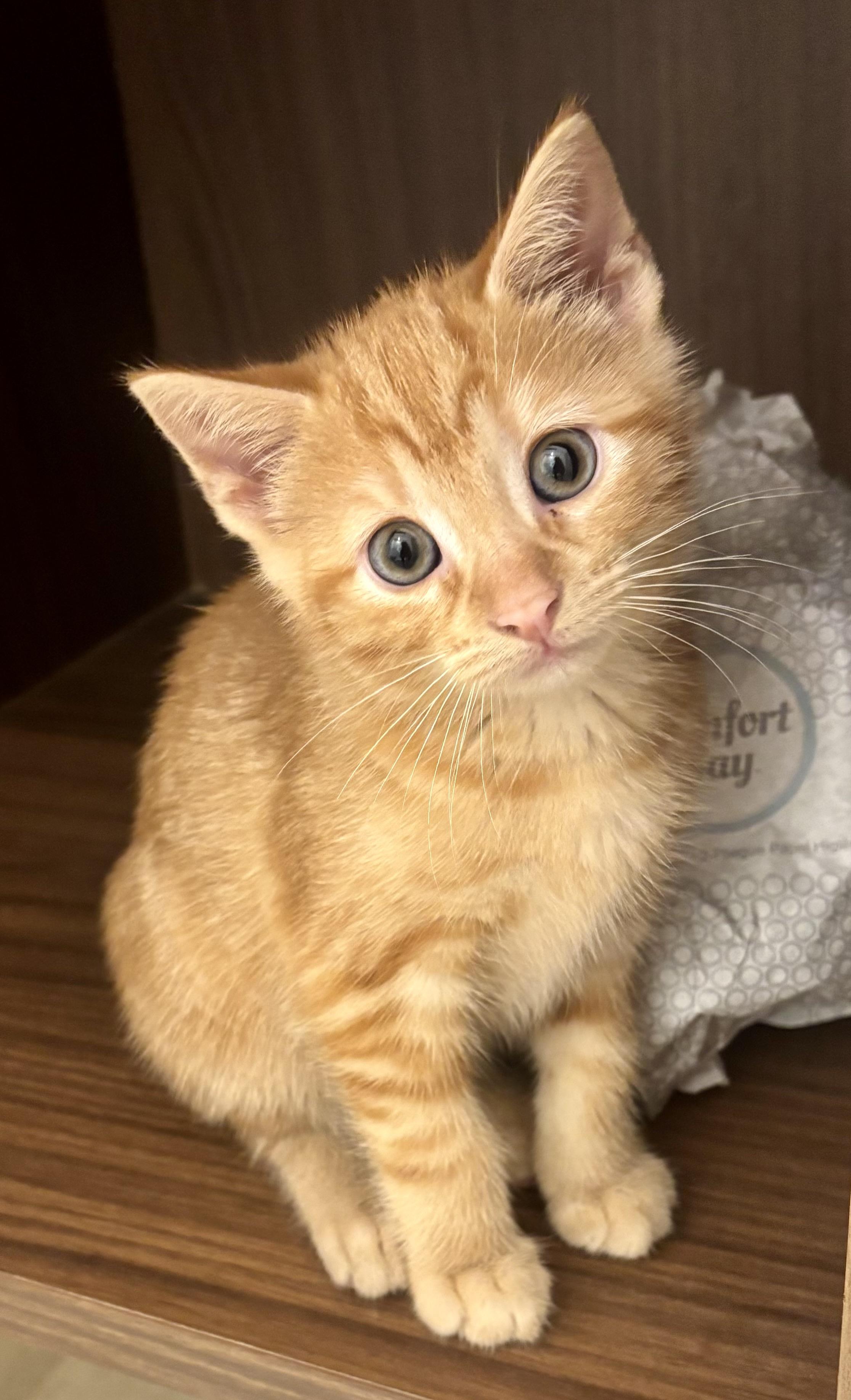 Enlarge Tiara, a ADOPTABLE Domestic Medium Hair in Brick, NJ image 2/2