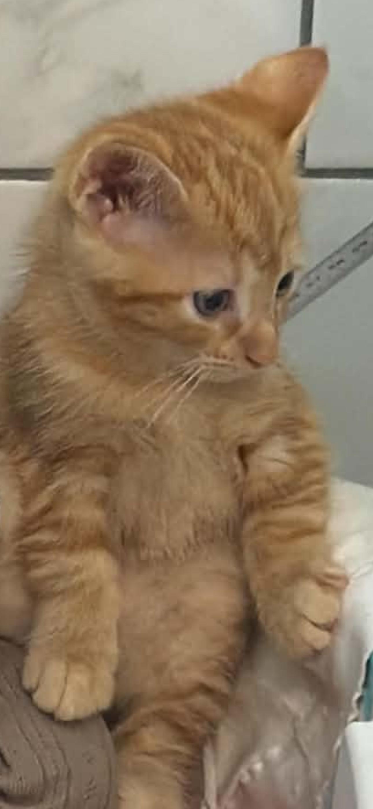 Enlarge Tiara, a ADOPTABLE Domestic Medium Hair in Brick, NJ image 1/2