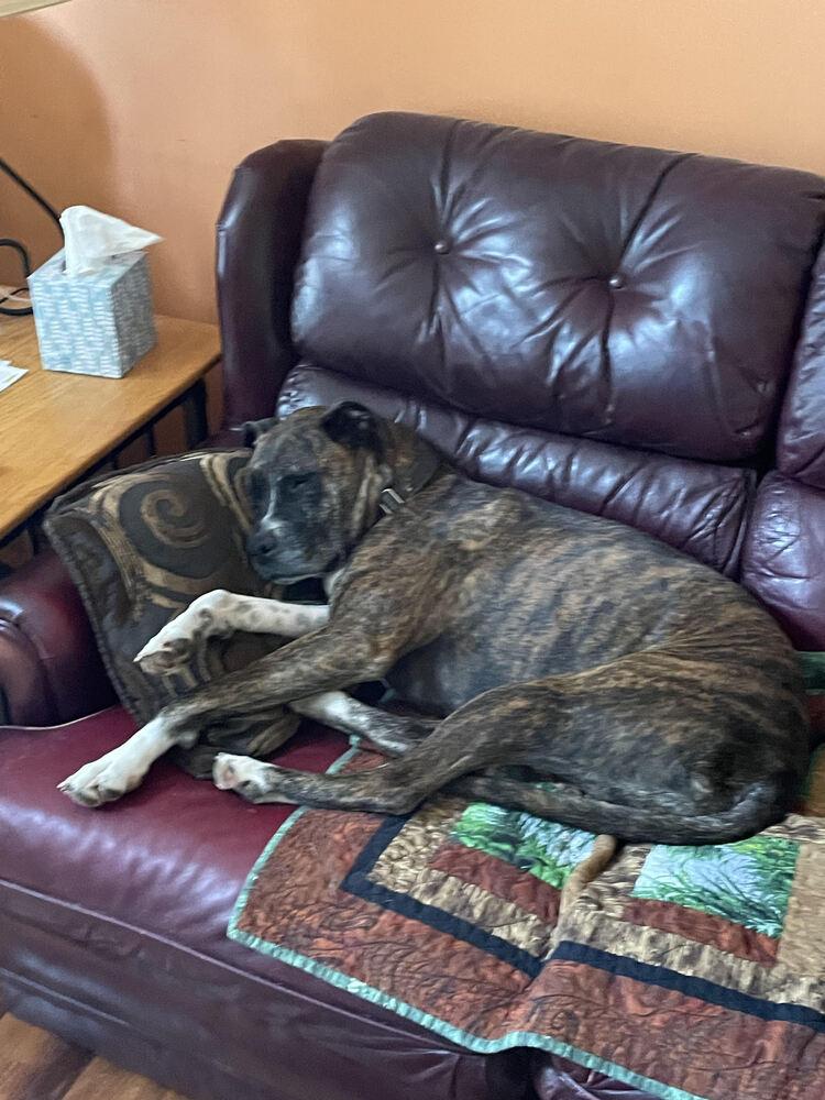 Brandy, Adoptable, Adult Female Boxer.