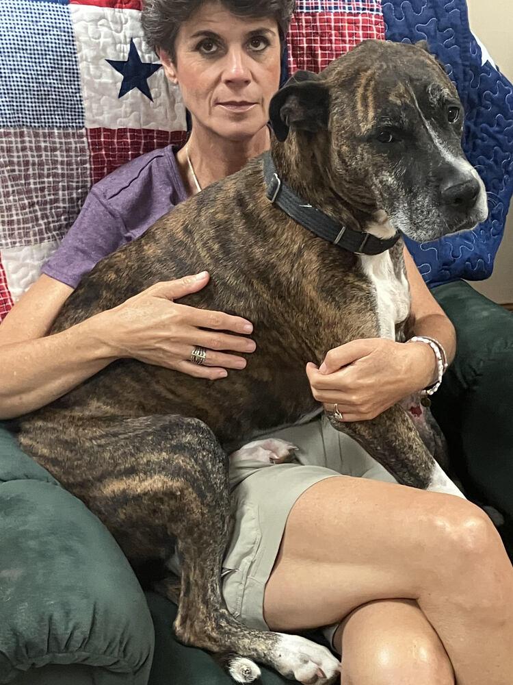 Brandy, Adoptable, Adult Female Boxer & Mixed Breed.