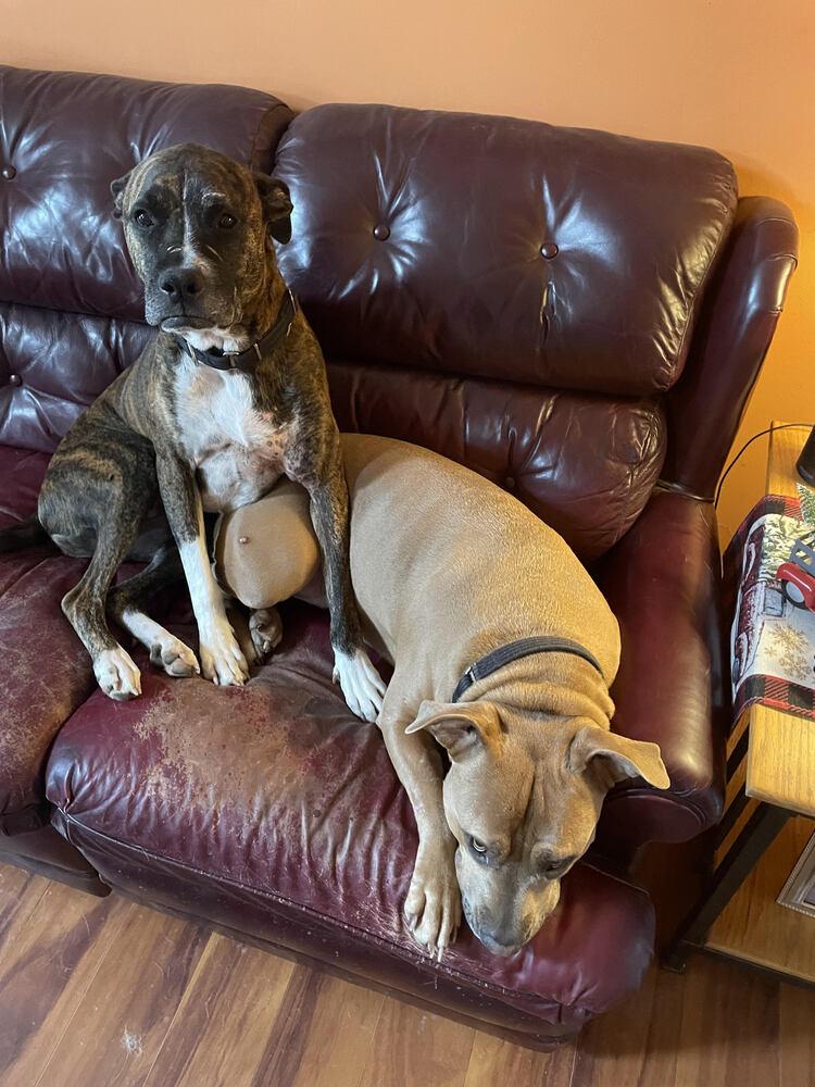 Brandy, Adoptable, Adult Female Boxer.