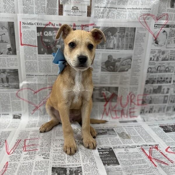 Sirius Celestial — thumbnail 2