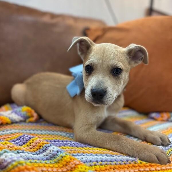 Sirius Celestial — thumbnail 3