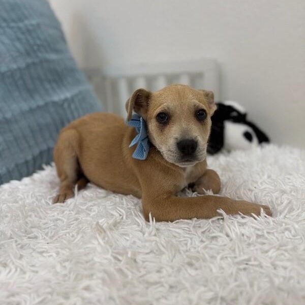 Sirius Celestial — thumbnail 5