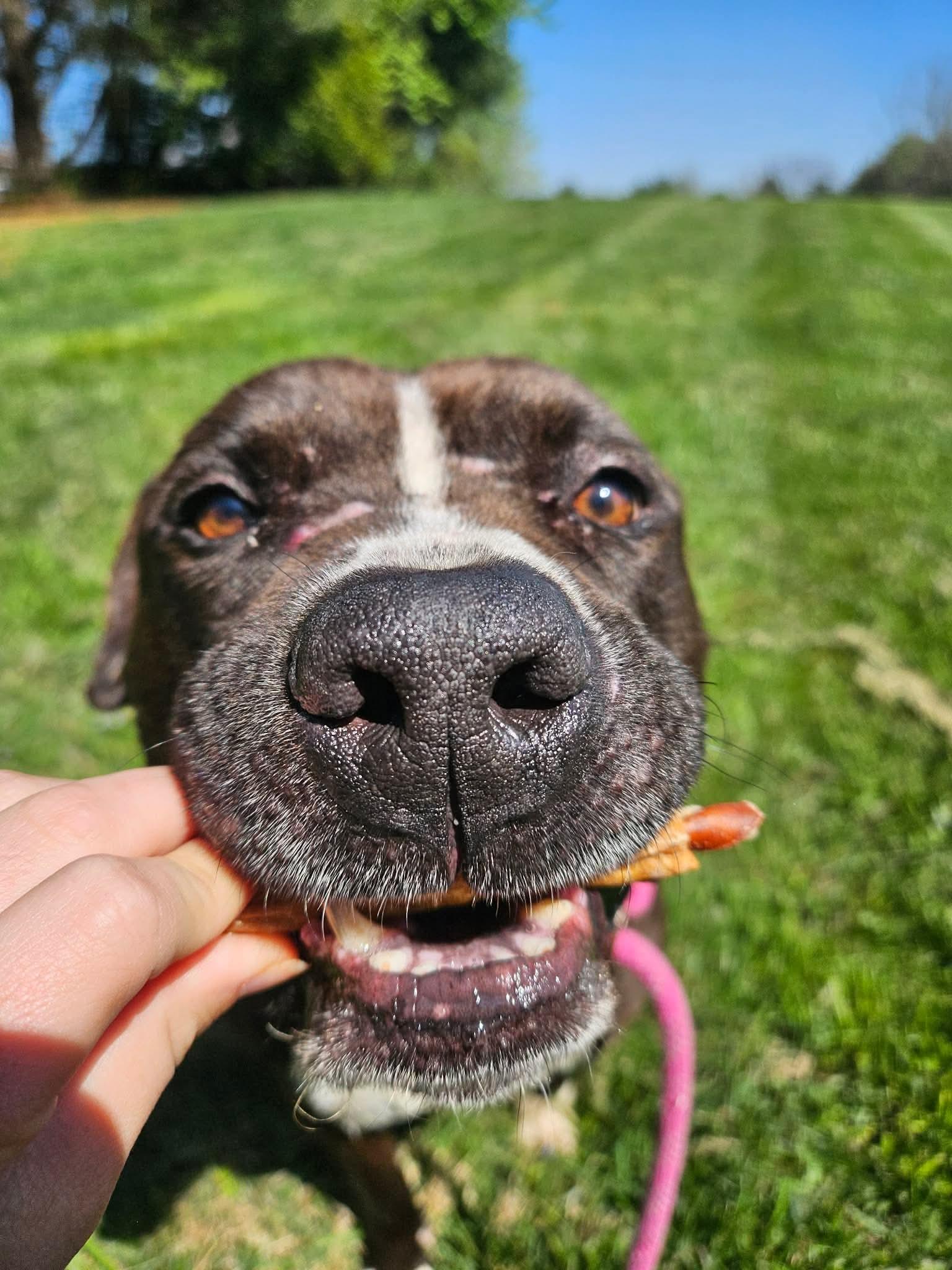 Enlarge Blarney, a ADOPTABLE Pit Bull Terrier in Culpeper, VA image 2/4