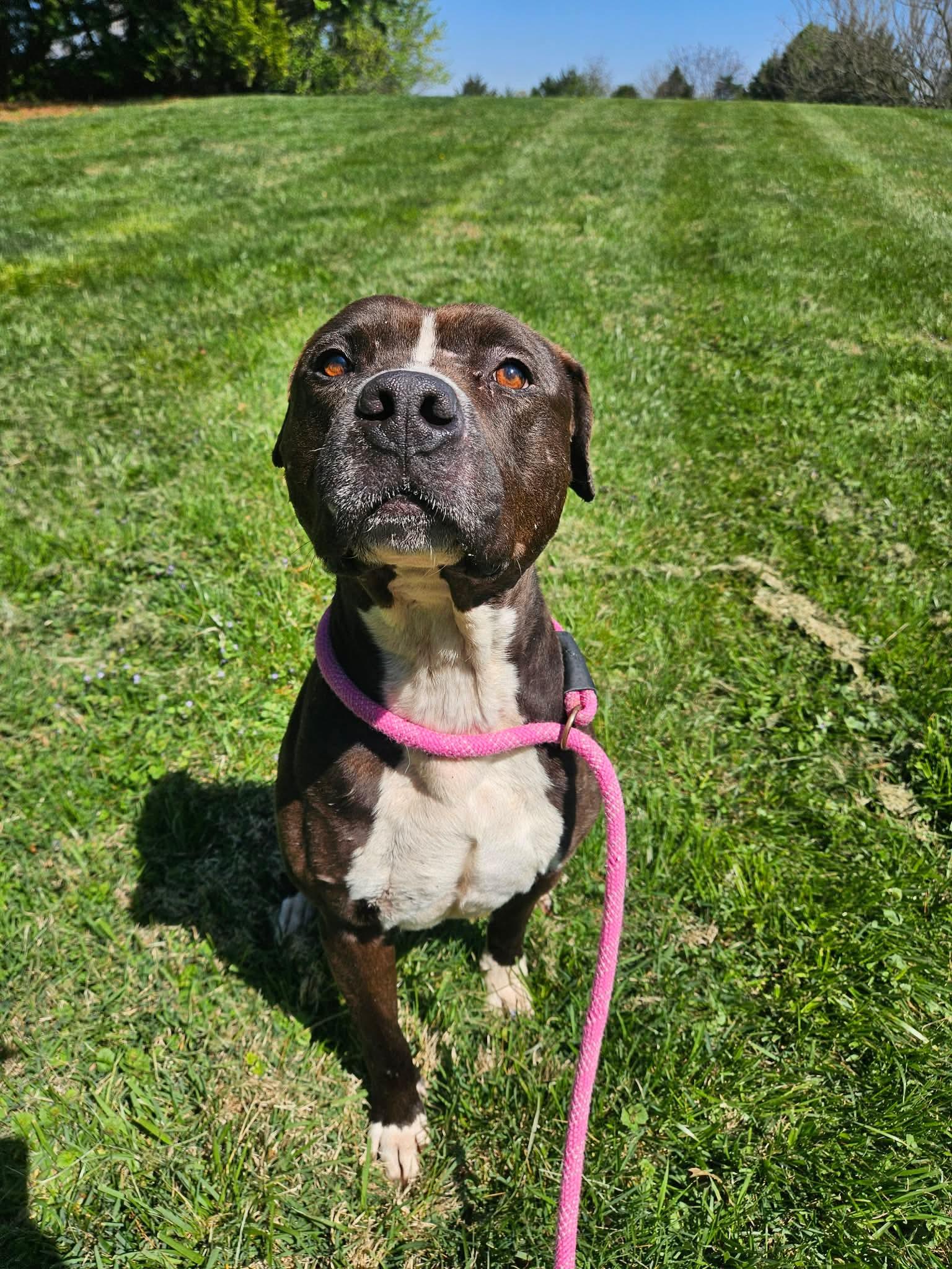 Enlarge Blarney, a ADOPTABLE Pit Bull Terrier in Culpeper, VA image 4/4