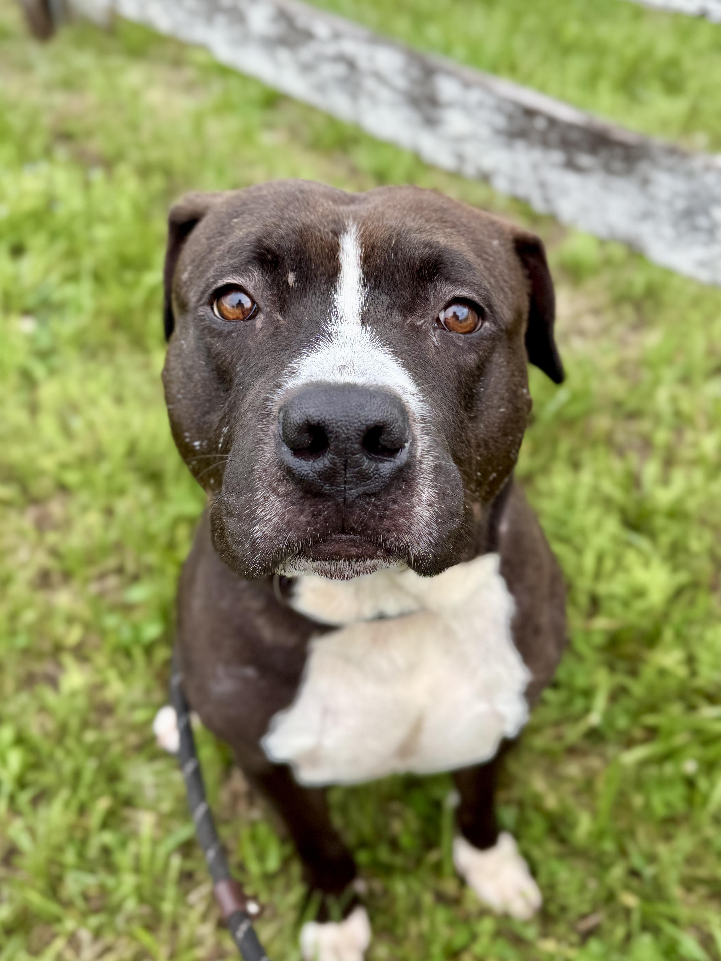 Blarney, a ADOPTABLE Pit Bull Terrier in Culpeper, VA image 5/5