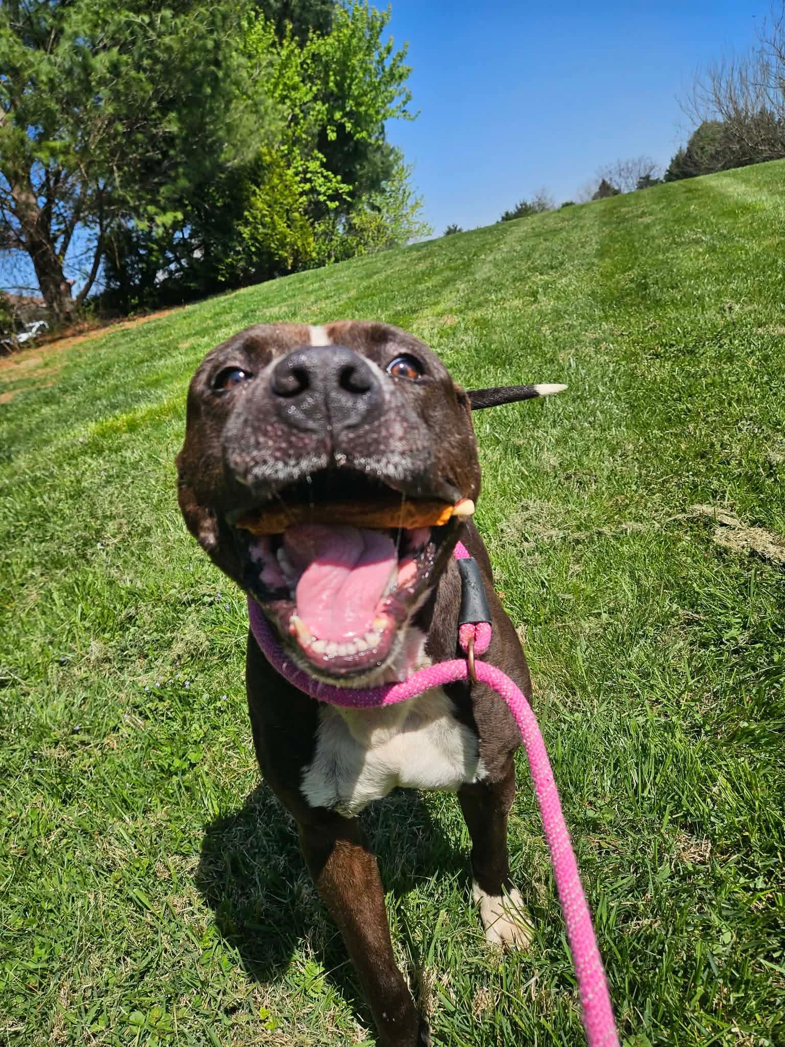 Blarney, ADOPTABLE, Young Male Pit Bull Terrier.