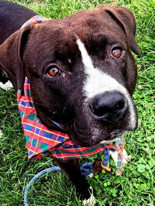 Blarney, a ADOPTABLE Pit Bull Terrier in Culpeper, VA image 1/5