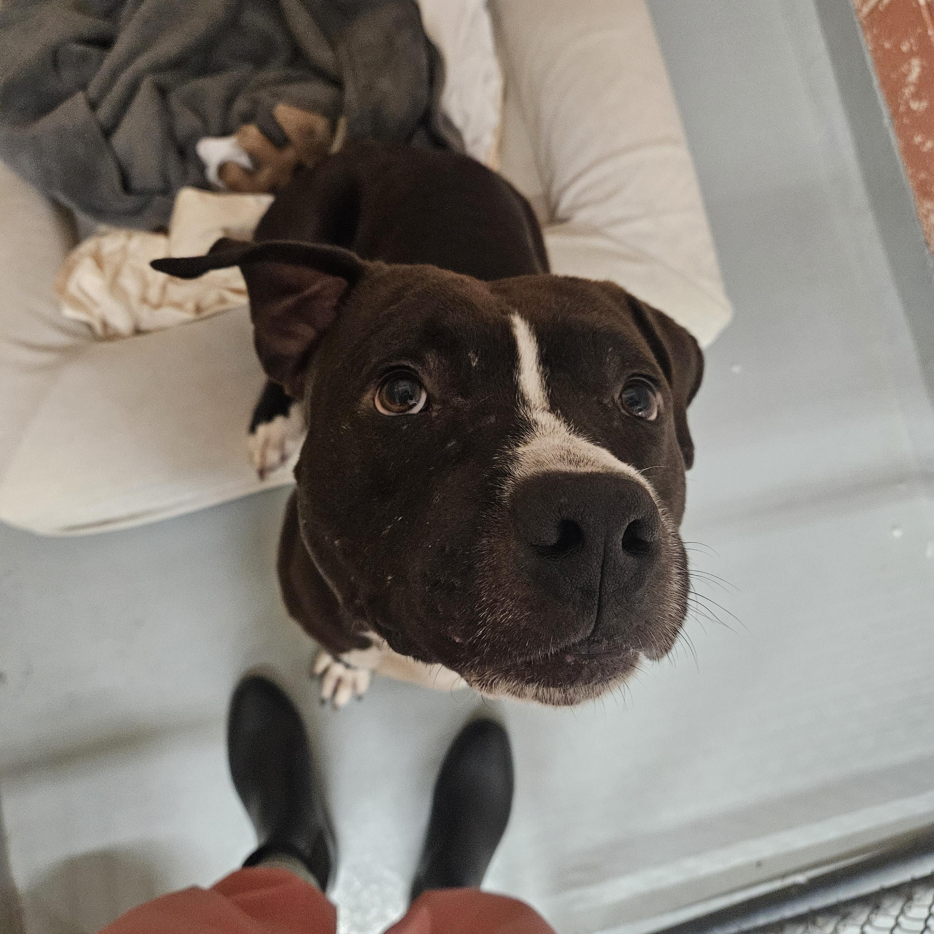 Enlarge Blarney, a ADOPTABLE Pit Bull Terrier in Culpeper, VA image 4/4